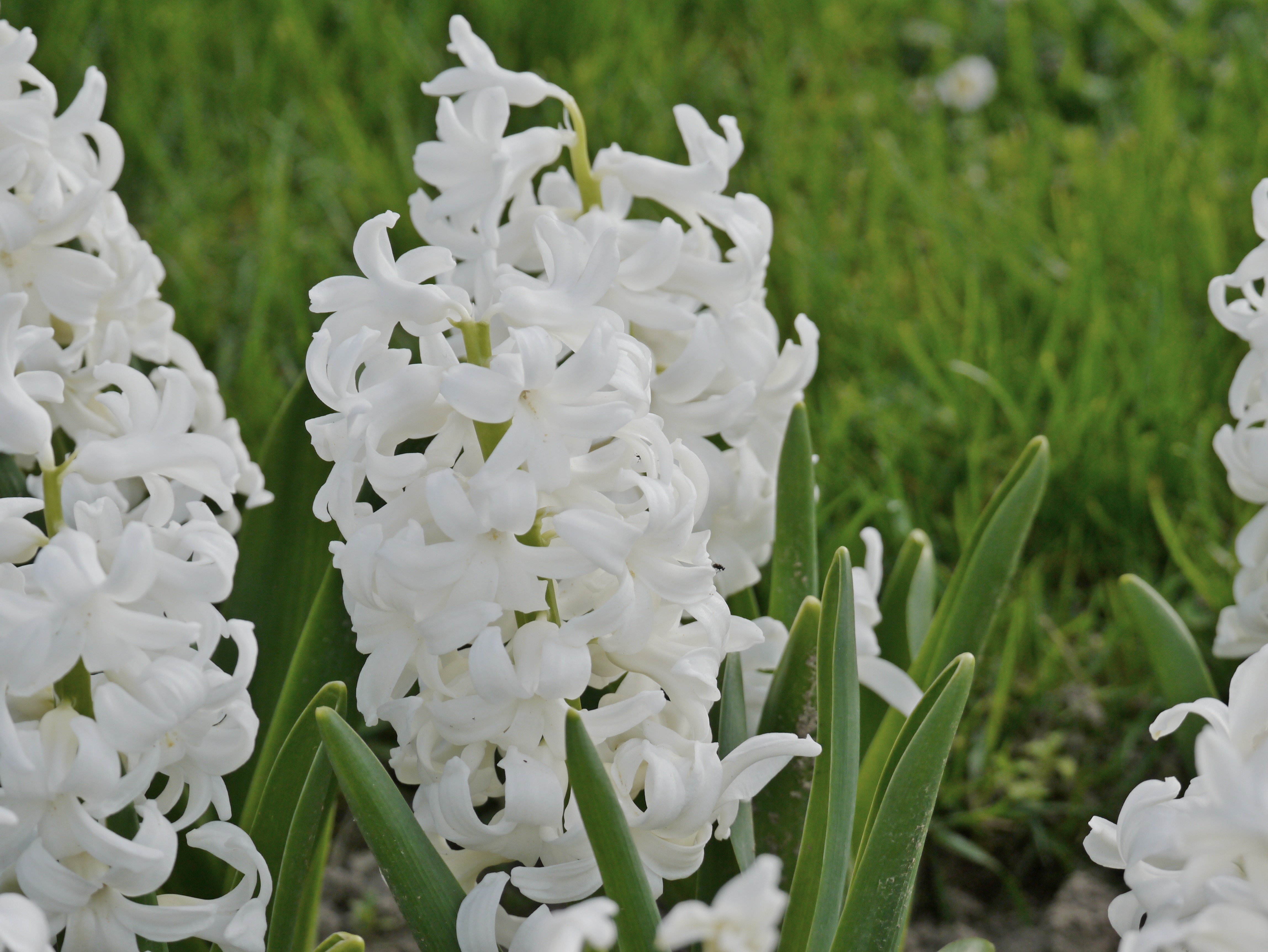 Weiße Hyazinthen, Nahaufnahme mit grünen Blättern im Blumenbeet