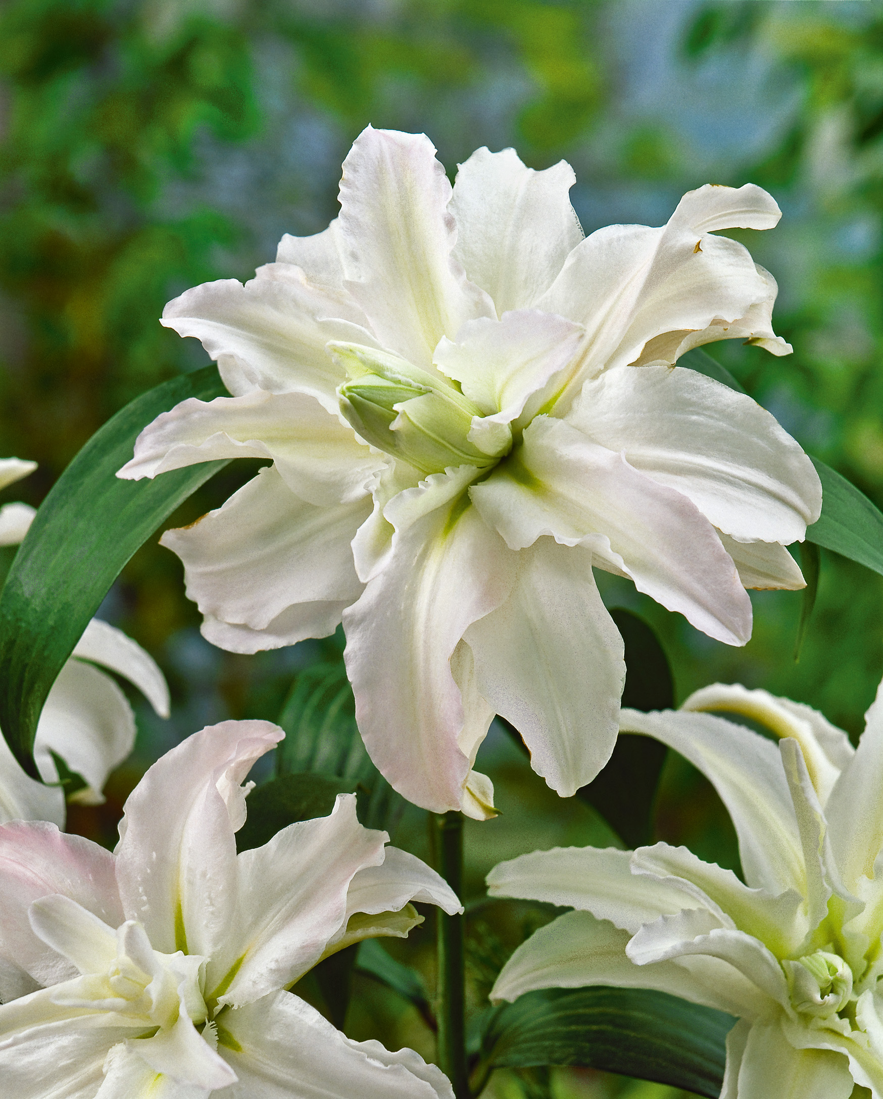 2834_Lilie Polar Star Nahaufnahme einer weißen, gefüllten Lilie mit zarten Rosé- und Grüntönen, sichtbaren Blütenblättern und grünem Laub vor unscharfem Gartenhintergrund.