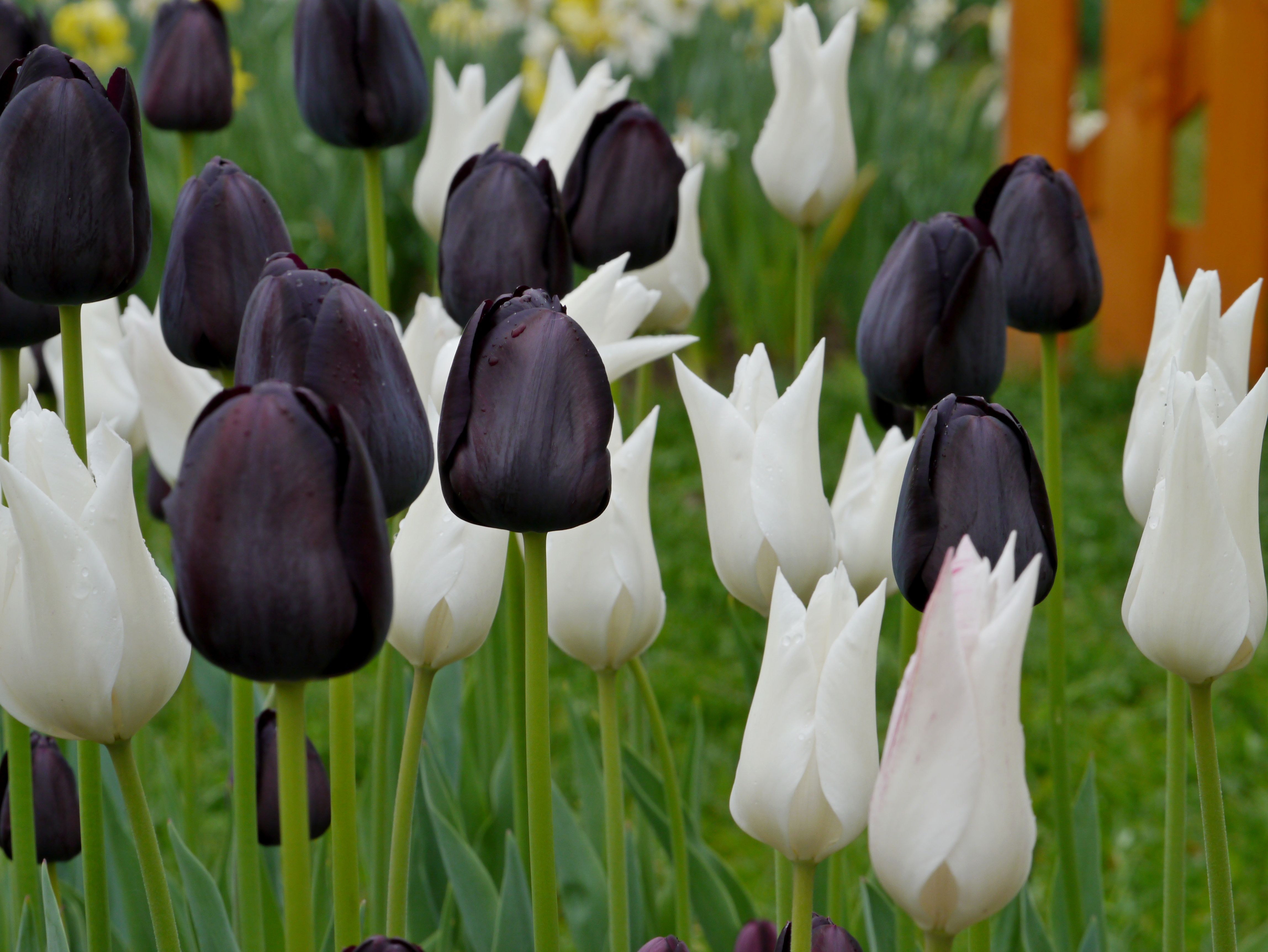 Tulpen Mischung Black and White mit weißen Tulpen White Triumphator und dunkel schwarz-violetten Queen of Night im Beet