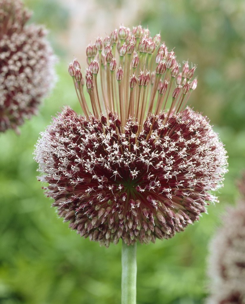 Blüte von Allium amethystinus Forelock mit eiförmiger violetter Dolde und aufstehendem Blütenschopf, dekorativer Frühjahrsblüher im Garten