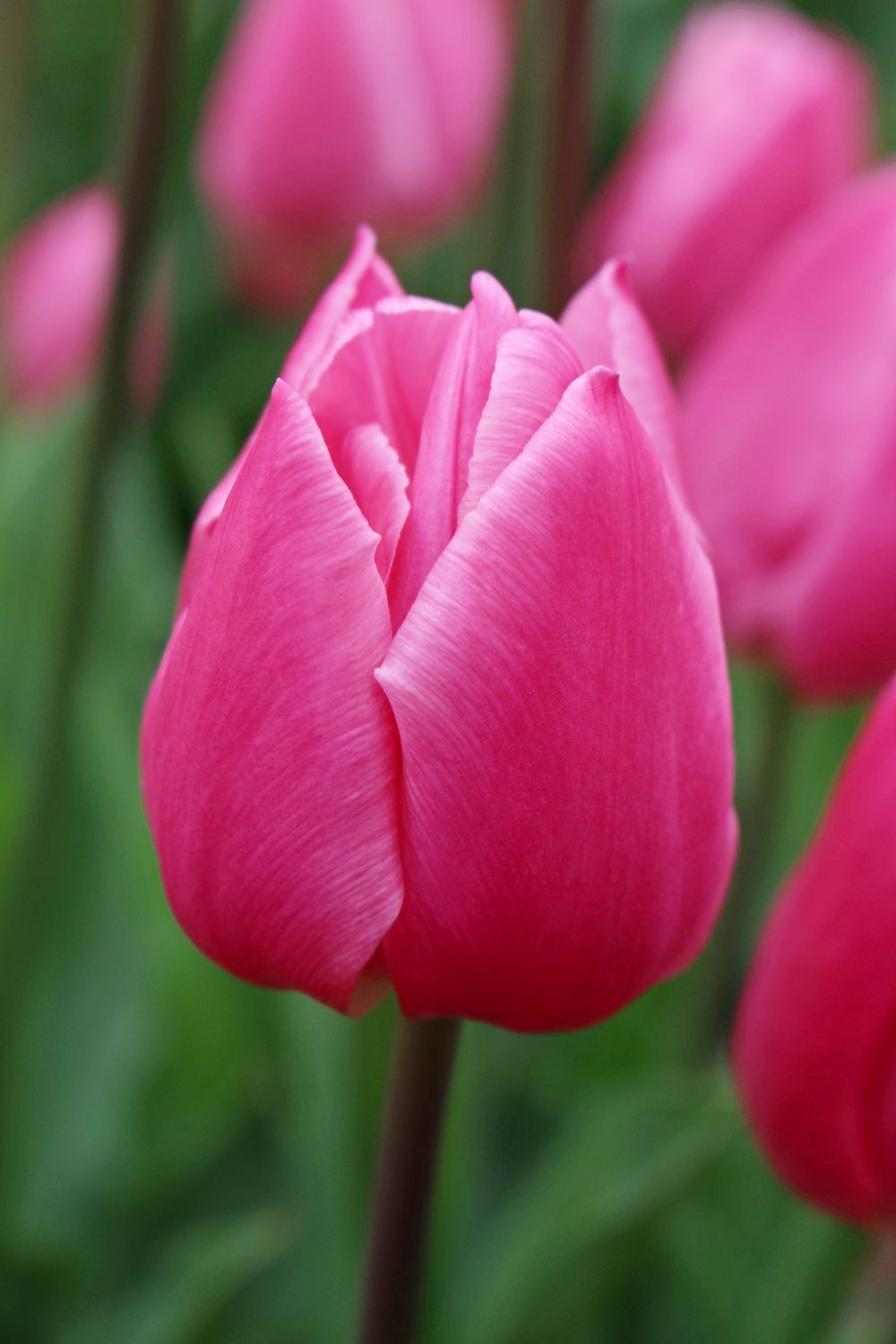 Nahaufnahme einer rosa Tulpe mit geschlossener Blüte vor unscharfem grünem Hintergrund