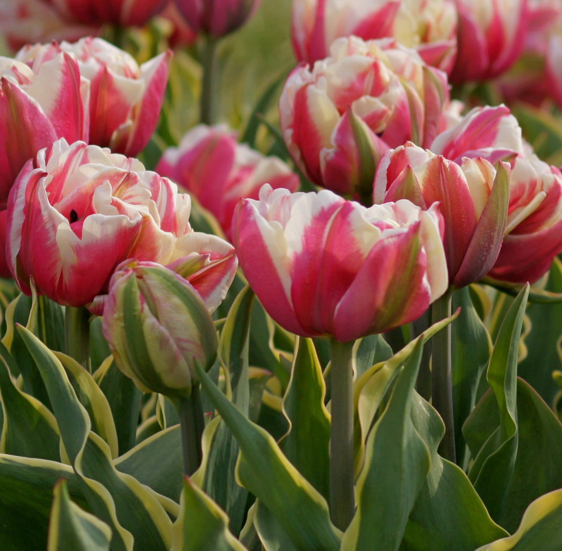 Nahaufnahme rosa-weißer gefüllter Tulpen (Pfingstrosen-Tulpen) mit grün-gelb gesäumten Blättern