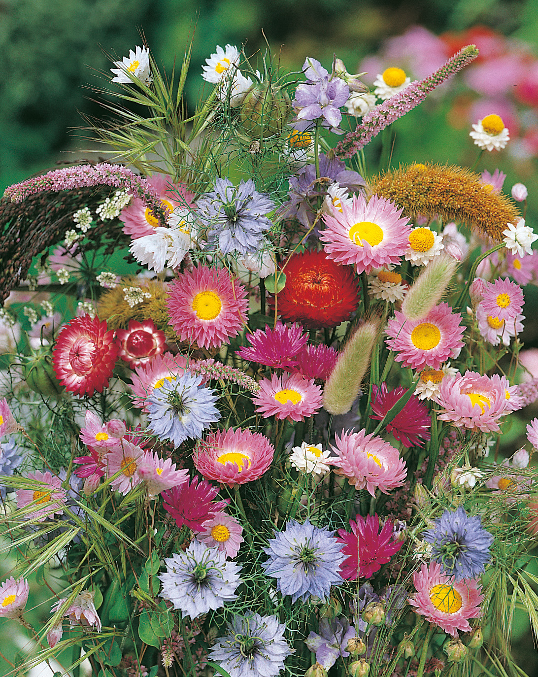 Nahaufnahme eines bunt gemischten Sommerstraußes mit rosa, roten und violetten Strohblumen, blauen Nigella-Blüten, kleinen weißen Gänseblümchen und dekorativen Ziergräsern