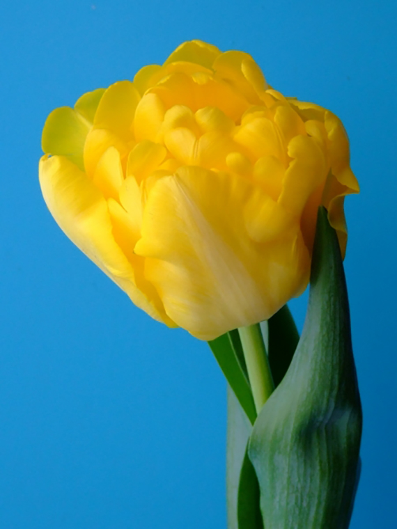 Nahaufnahme einer gelben, gefüllten Tulpe vor blauem Hintergrund
