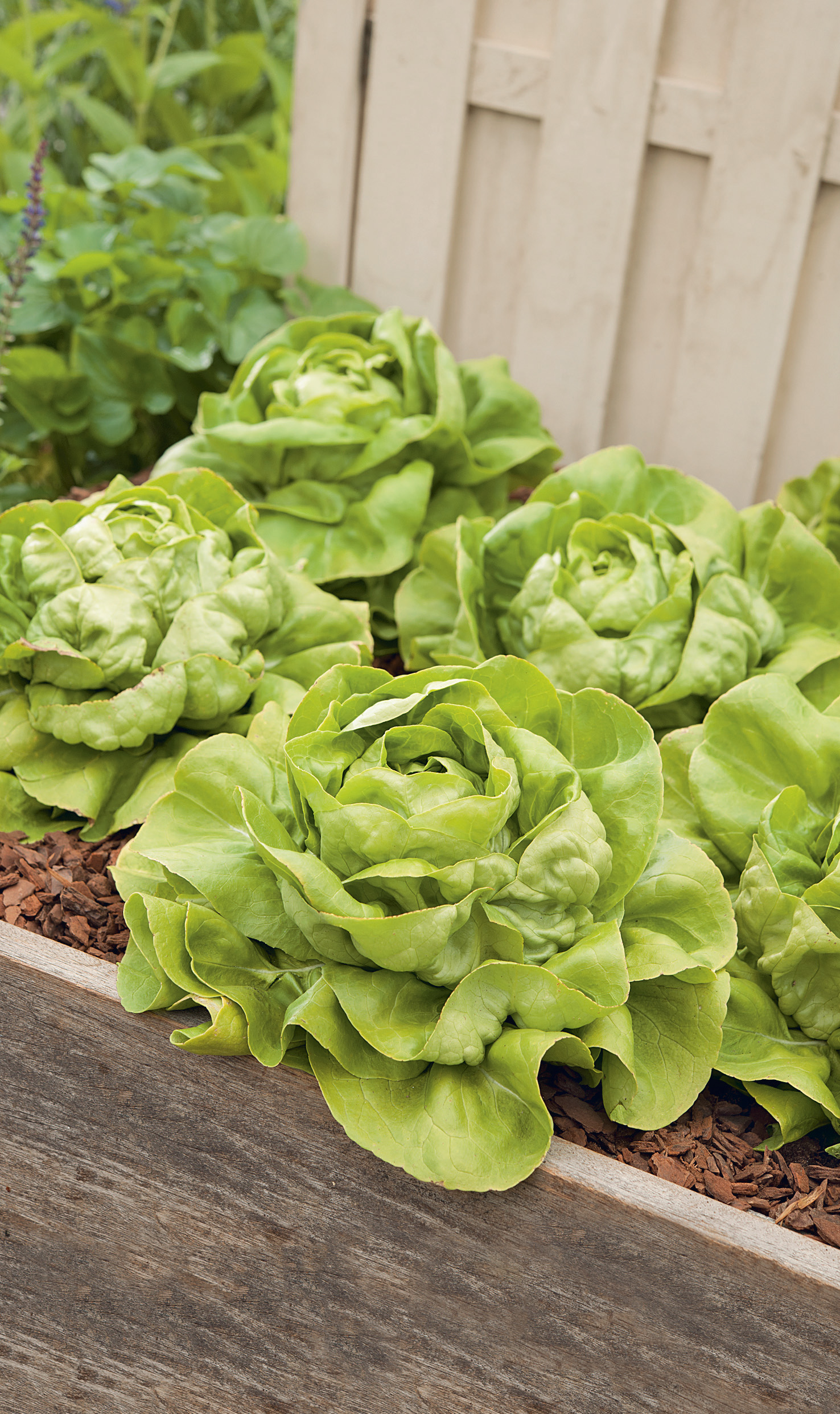 Mehrere frisch gewachsene Butterkopfsalat-Köpfe in einem Holz-Hochbeet mit Rindenmulch, leuchtend grünen Blättern und einem hellen Zaun im Hintergrund