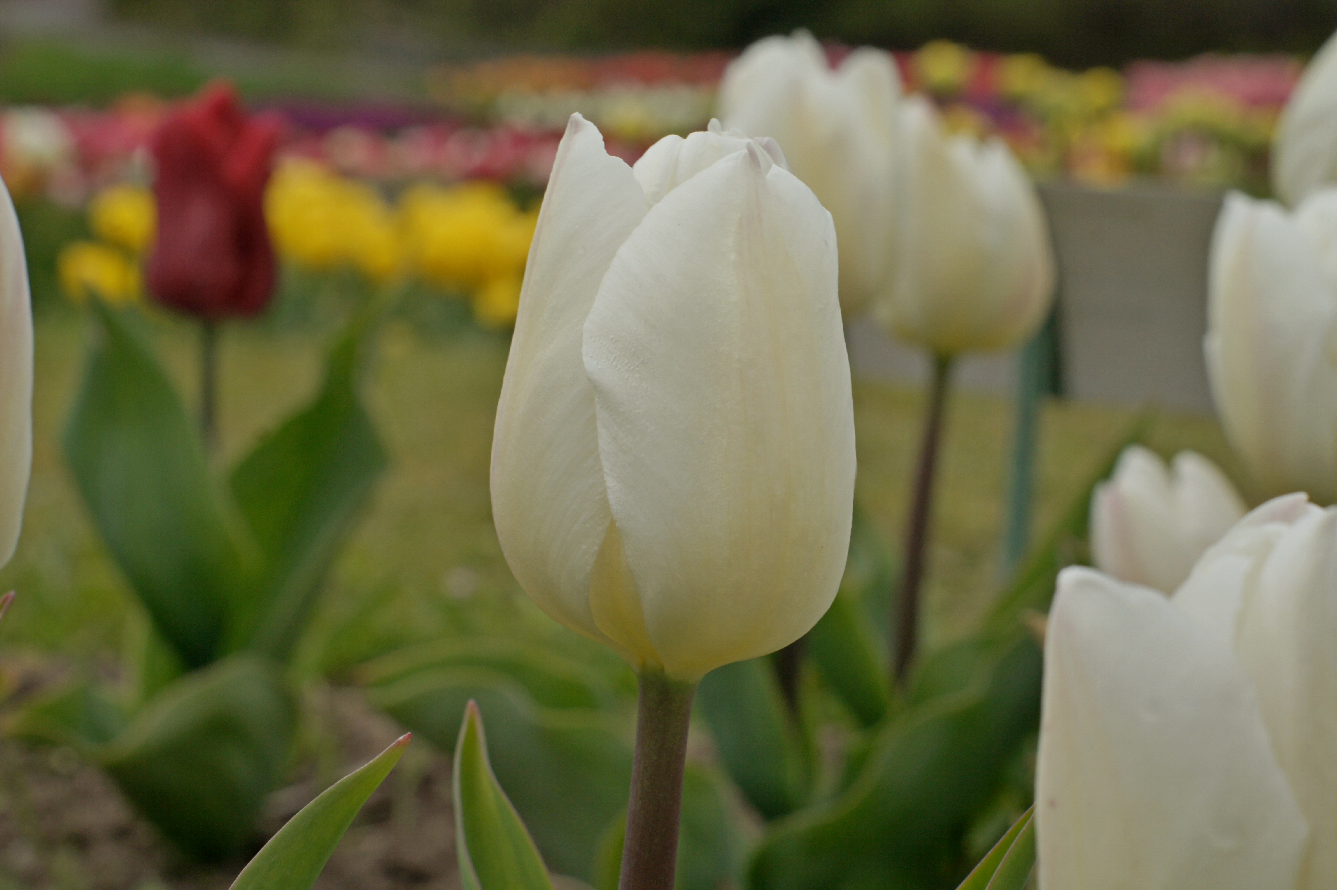 Nahaufnahme einer weißen Tulpenblüte mit zarten Wassertropfen auf den Blütenblättern, unscharfer Gartenhintergrund mit gelben und roten Tulpen, sichtbarer grüner Stiel und Blätter