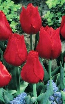 Greigii-Tulpen Red Reflection