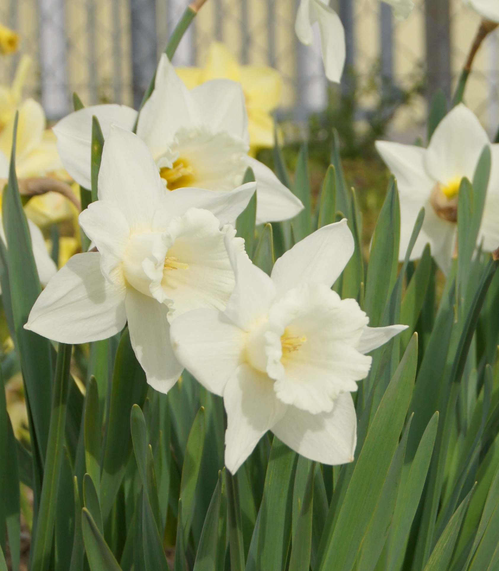 Nahaufnahme weißer Narzissen mit gelber Mitte und grünem Laub im Frühjahr