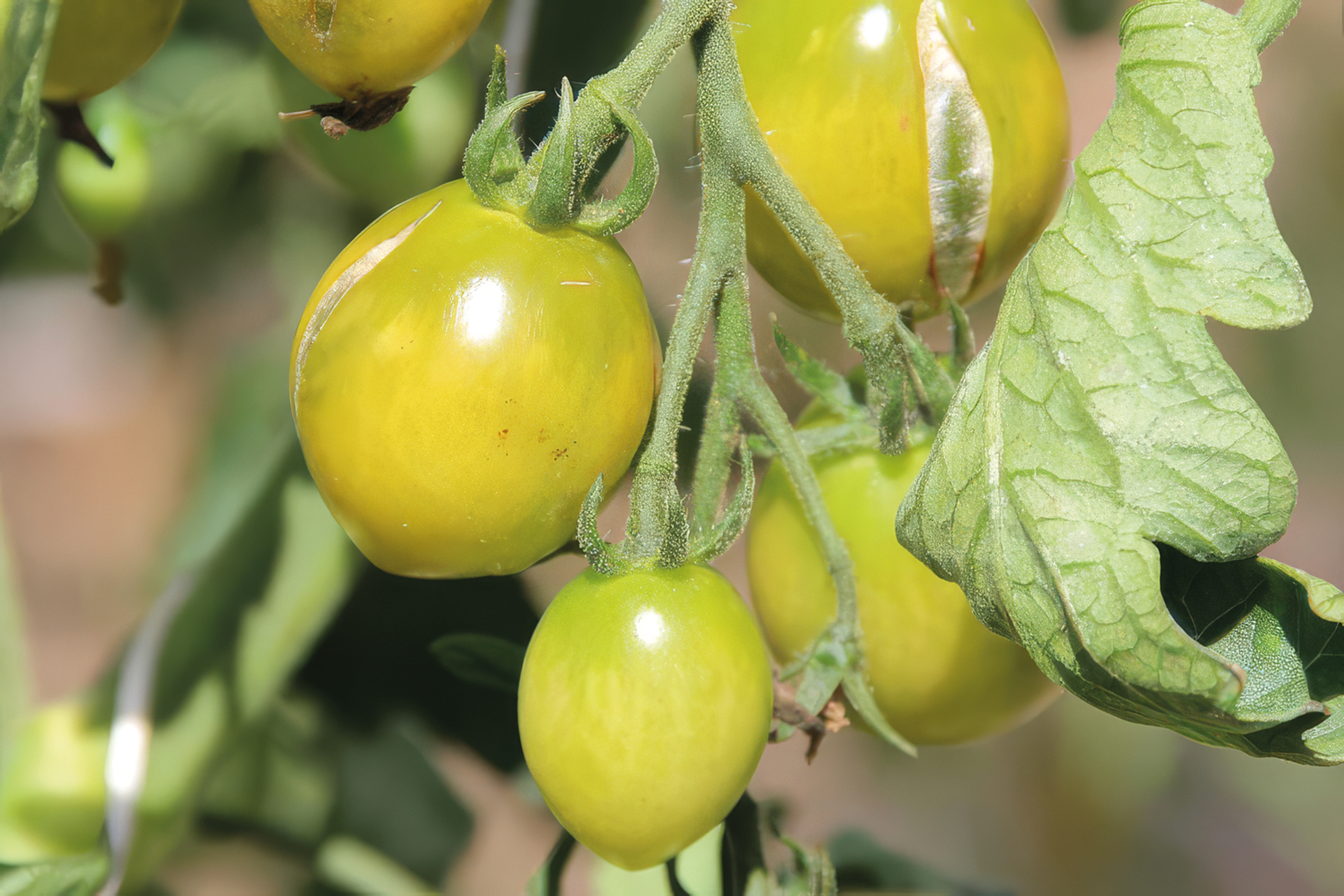 Grüne Kirschtomate Claro Verde