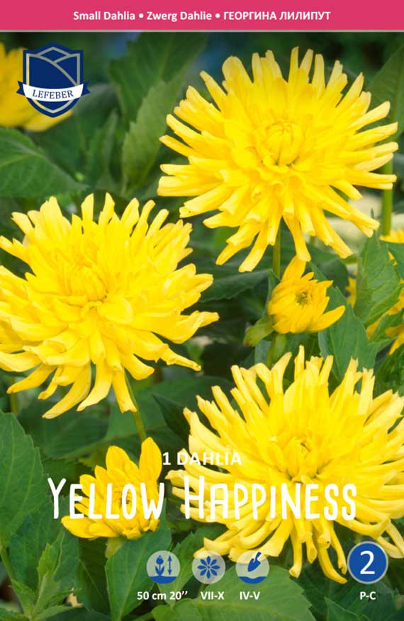 Produktbild der Zwerg-Dahlie 'Yellow Happiness' auf Verpackung, leuchtend gelbe gefüllte Blüten vor grünem Laub; Symbole zeigen Wuchshöhe ca. 50 cm und Blütezeit Juli–Oktober.