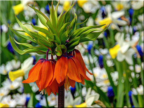 57004_Fritillaria imperialis Orange Beau Orangene Kaiserkrone (Fritillaria imperialis) mit herabhängenden Glockenblüten und charakteristischer oberer Blattrosette, unscharfer Frühlingsgarten mit Narzissen im Hintergrund.