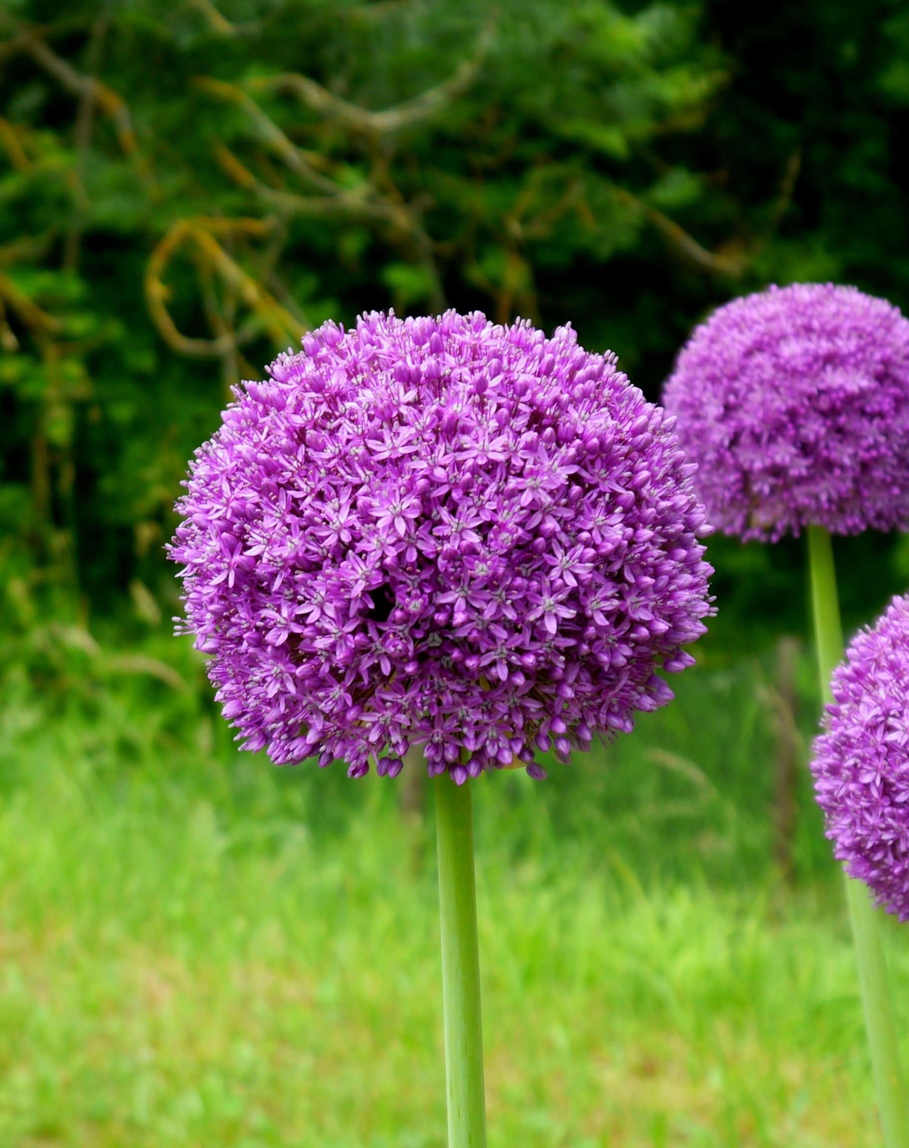 Nahaufnahme eines violetten Zierlauchs (Allium) mit kugelrunden Blütenständen auf hohem Stiel vor grünem Hintergrund