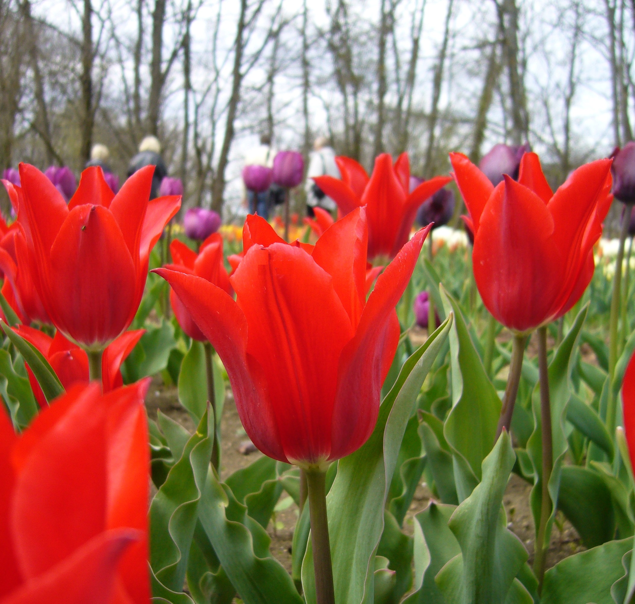 Lilienblütige Tulpen Pieter de Leur mit eleganten, blutroten Blüten auf hohen Stielen in einer Frühlingsbeet-Pflanzung