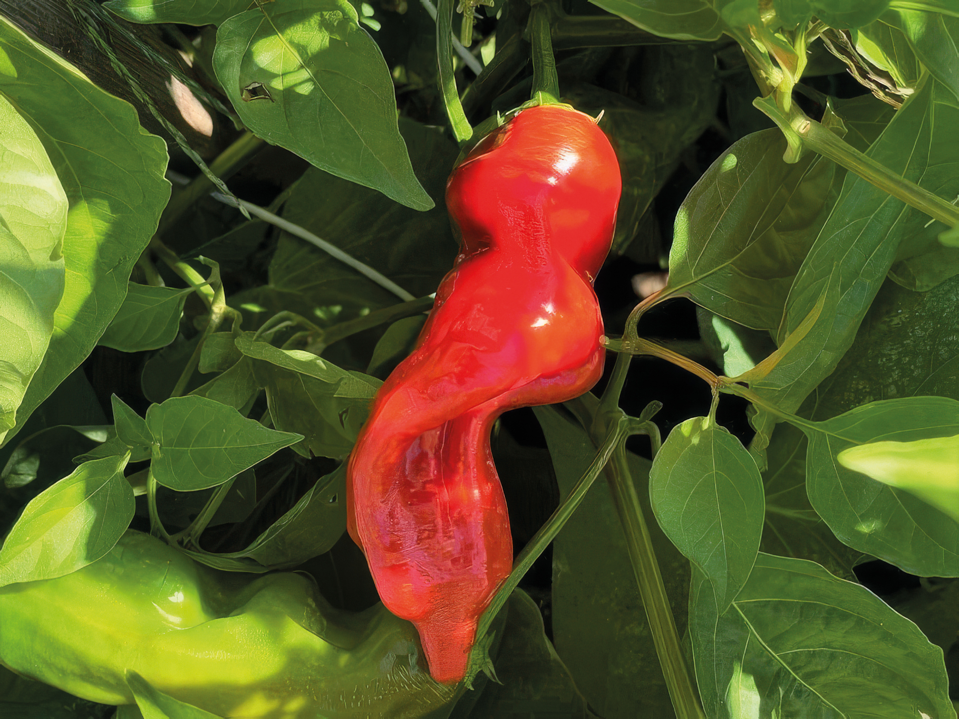 Paprika Dedo de Maca