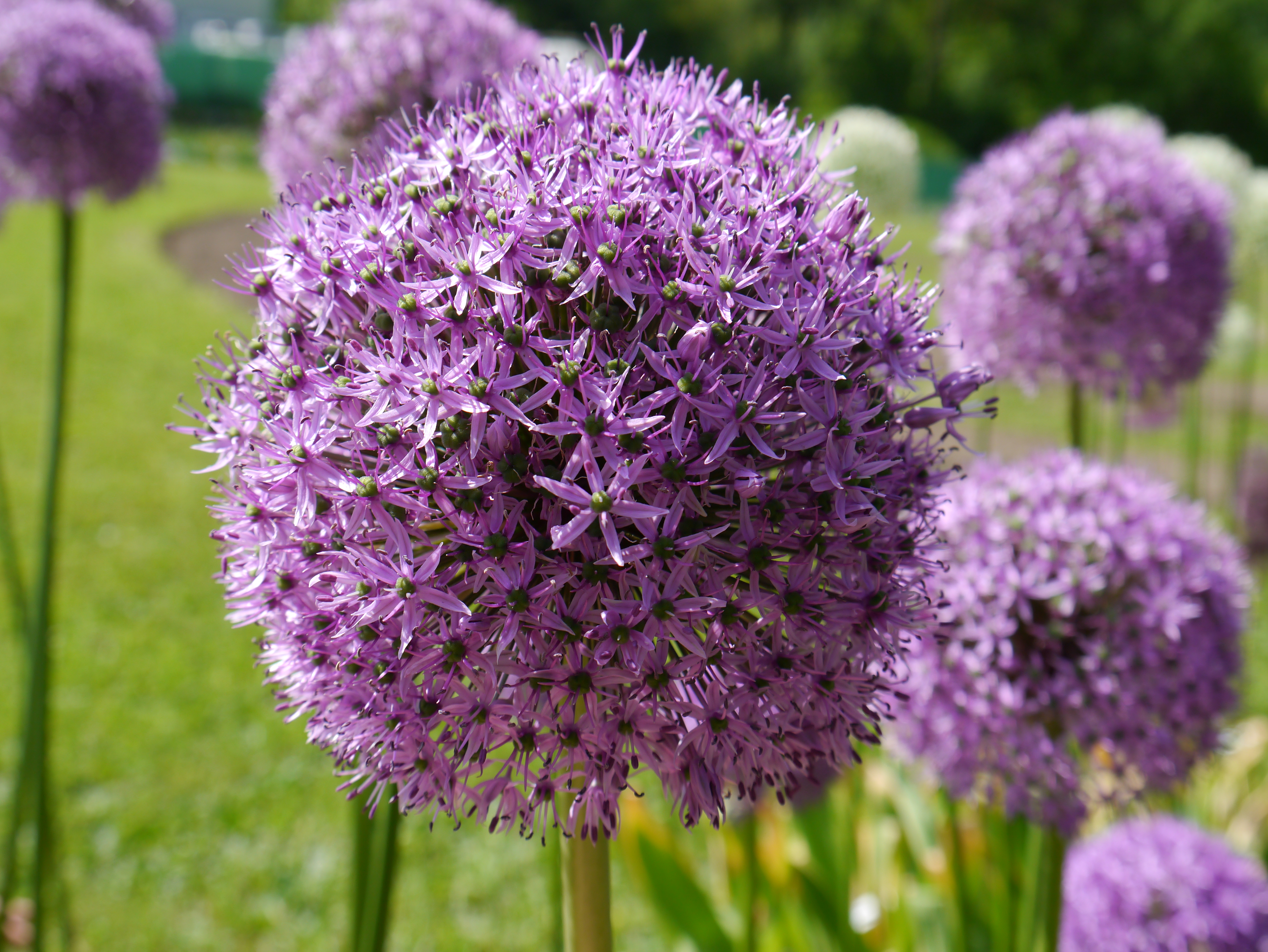 56027_Allium Gladiator Nahaufnahme einer lila Allium-Kugelblüte (Zierlauch) im Garten, unscharfer Hintergrund mit weiteren Blüten.