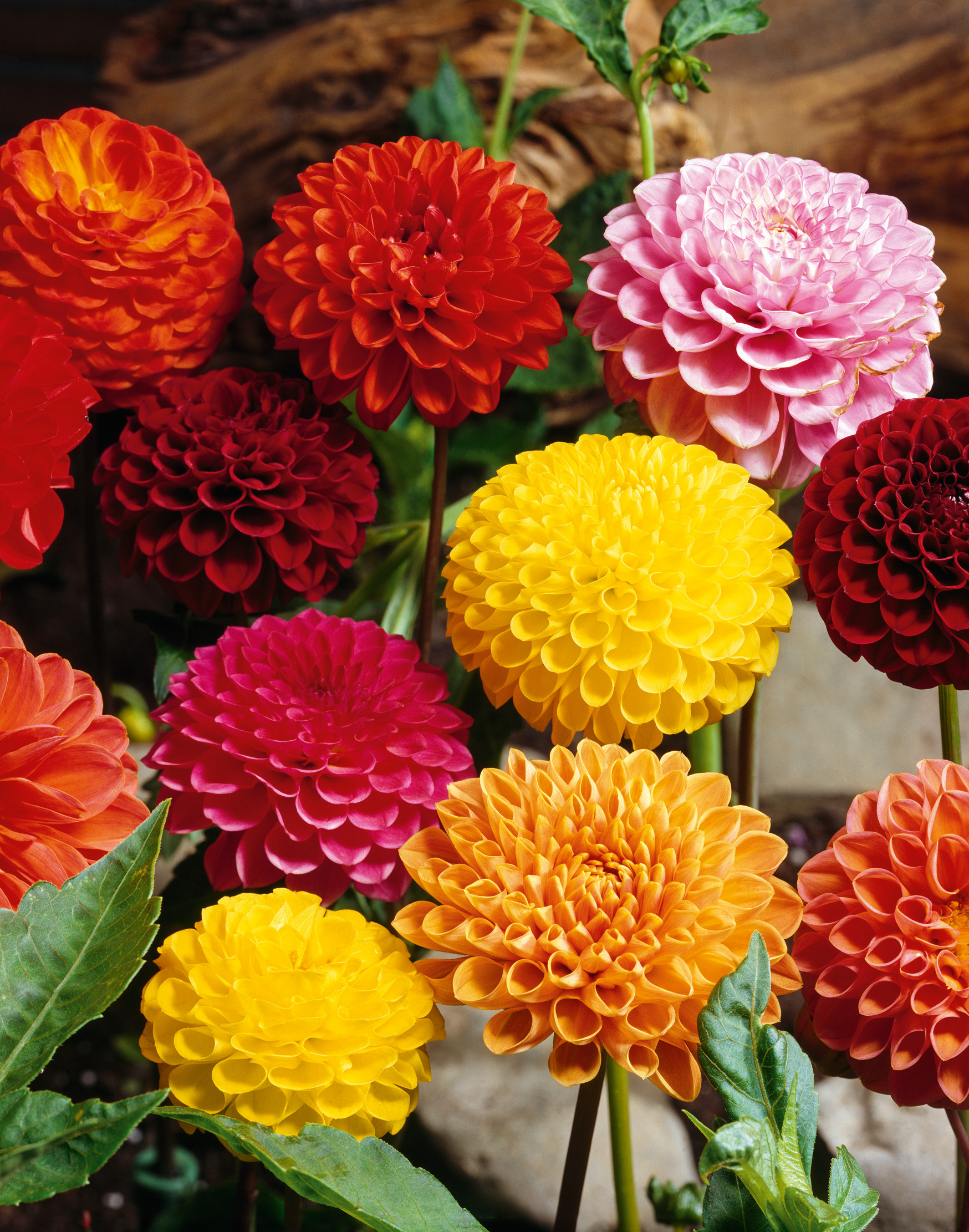 2755_Pompon Dahlien Mix Nahaufnahme mehrerer bunter Pompon-Dahlien (gelb, orange, rosa, rot) mit kugelförmigen, dichten Blütenblättern und grünen Blättern, dekorativ im Beet oder als Schnittblumen