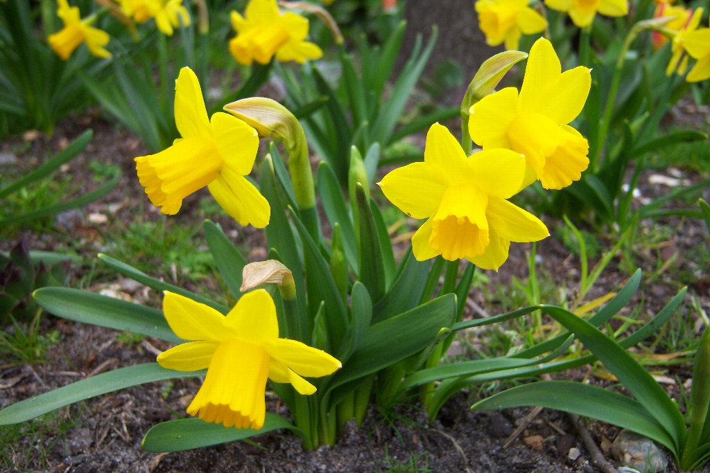 Gelbe Narzissen (Osterglocken) mit leuchtend gelben, trompetenförmigen Blüten und grünen Blättern, Gruppen von Frühlingsblumen im Gartenboden