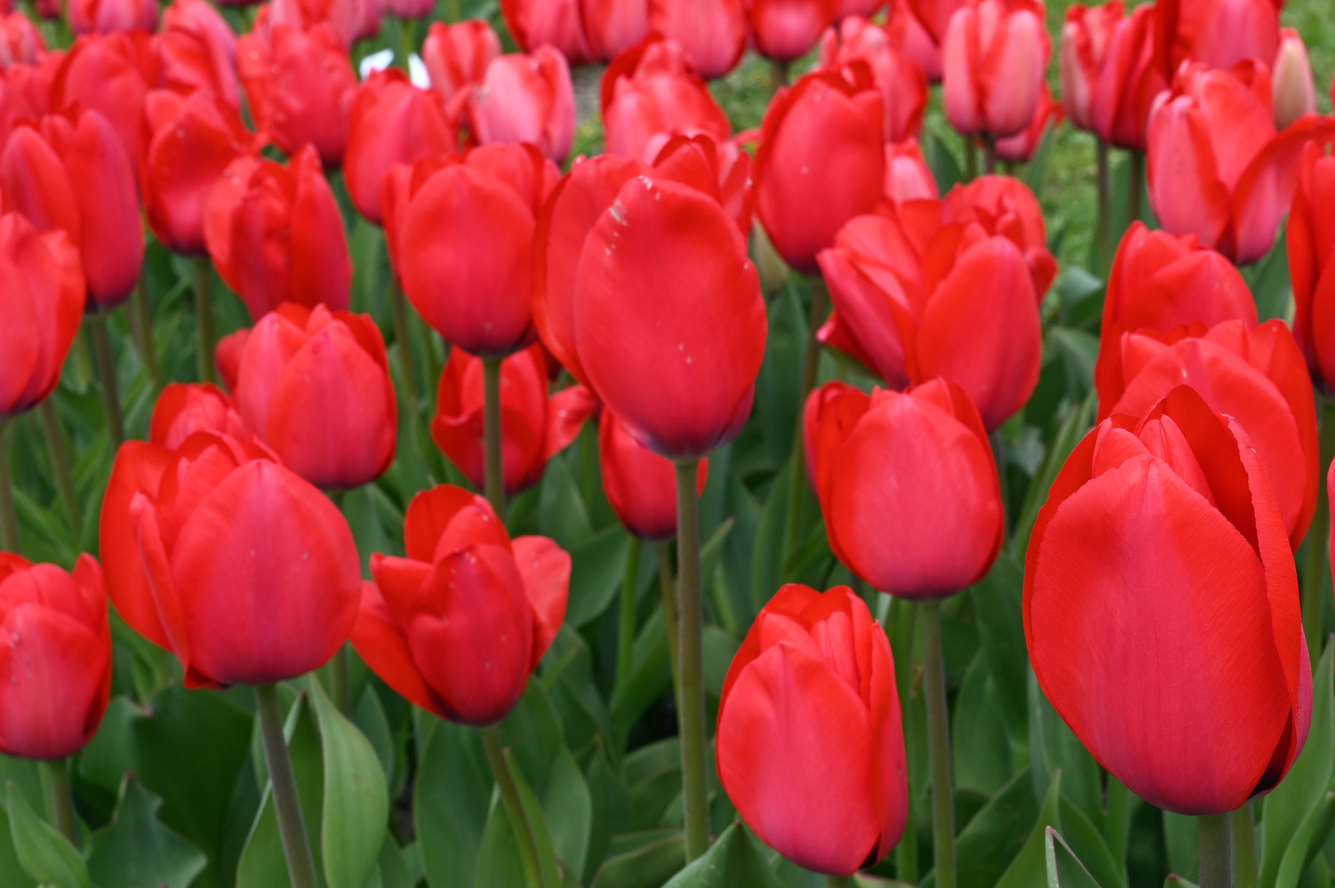 Darwin-Hybrid-Tulpen Lucky One mit satt roten, klassisch geformten Blüten in Gruppenpflanzung – ideal für Frühlingsbeet, Rabatten, Kübel und als Schnittblume.