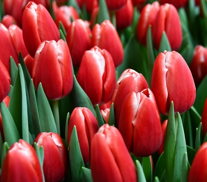 Nahaufnahme mehrerer roter Tulpen mit grünen Blättern, frische Schnittblumen, ideal als Geschenk oder zur Dekoration.