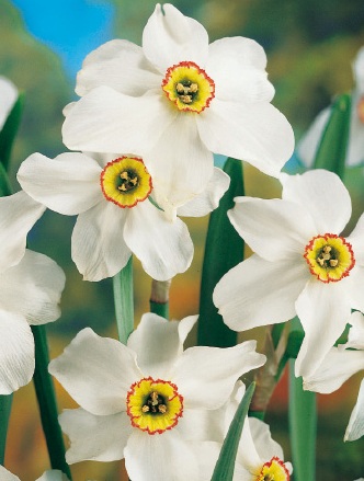 Nahaufnahme von vier weißen Narzissen mit gelben und roten Akzenten in der Mitte der Blüten.