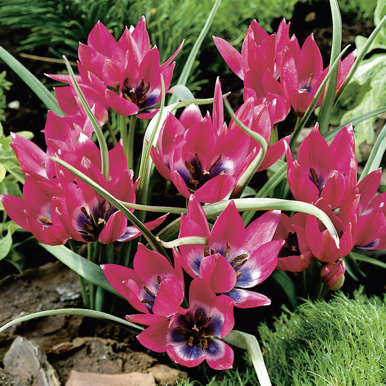 Tulipa Little Beauty