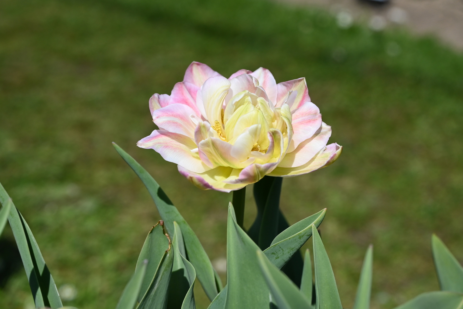 Nahaufnahme einer doppelblütigen Tulpe in zartem Gelb mit rosa Rändern, eine geöffnete Blüte mit grünen Blättern vor verschwommenem Rasen-Hintergrund