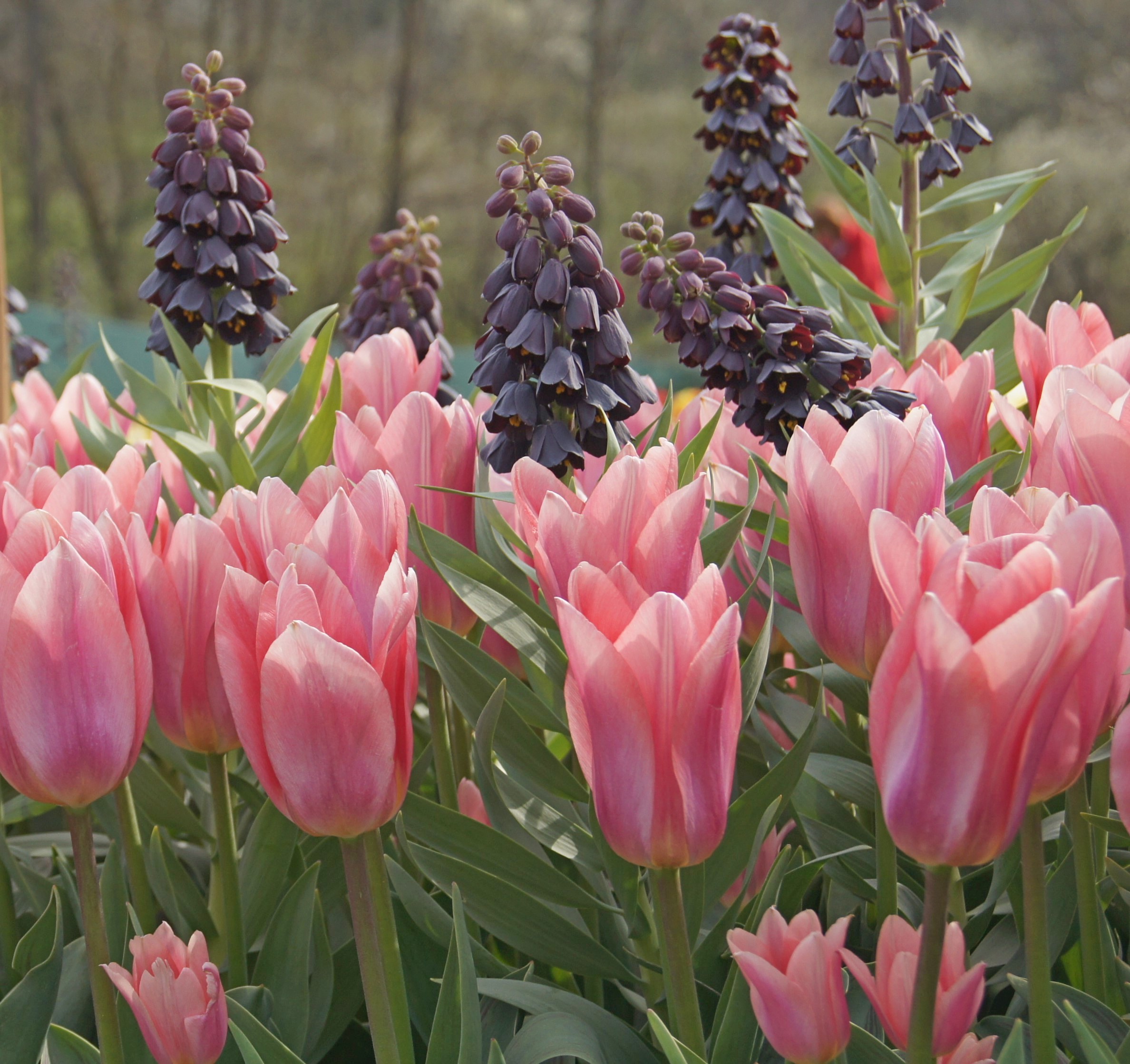 Nahaufnahme leuchtend rosa Tulpen vor dunkelvioletten Fritillaria-Glockenblumen in einem Frühlingsbeet, mit grünen Blättern im Vordergrund und unscharfem Hintergrund