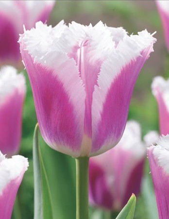 Crispa-Tulpe Siesta mit rosa Blütenblättern, weißem Rand und gefransten Blütenrändern als edler Frühjahrsblüher für Garten, Topf und Balkonkasten