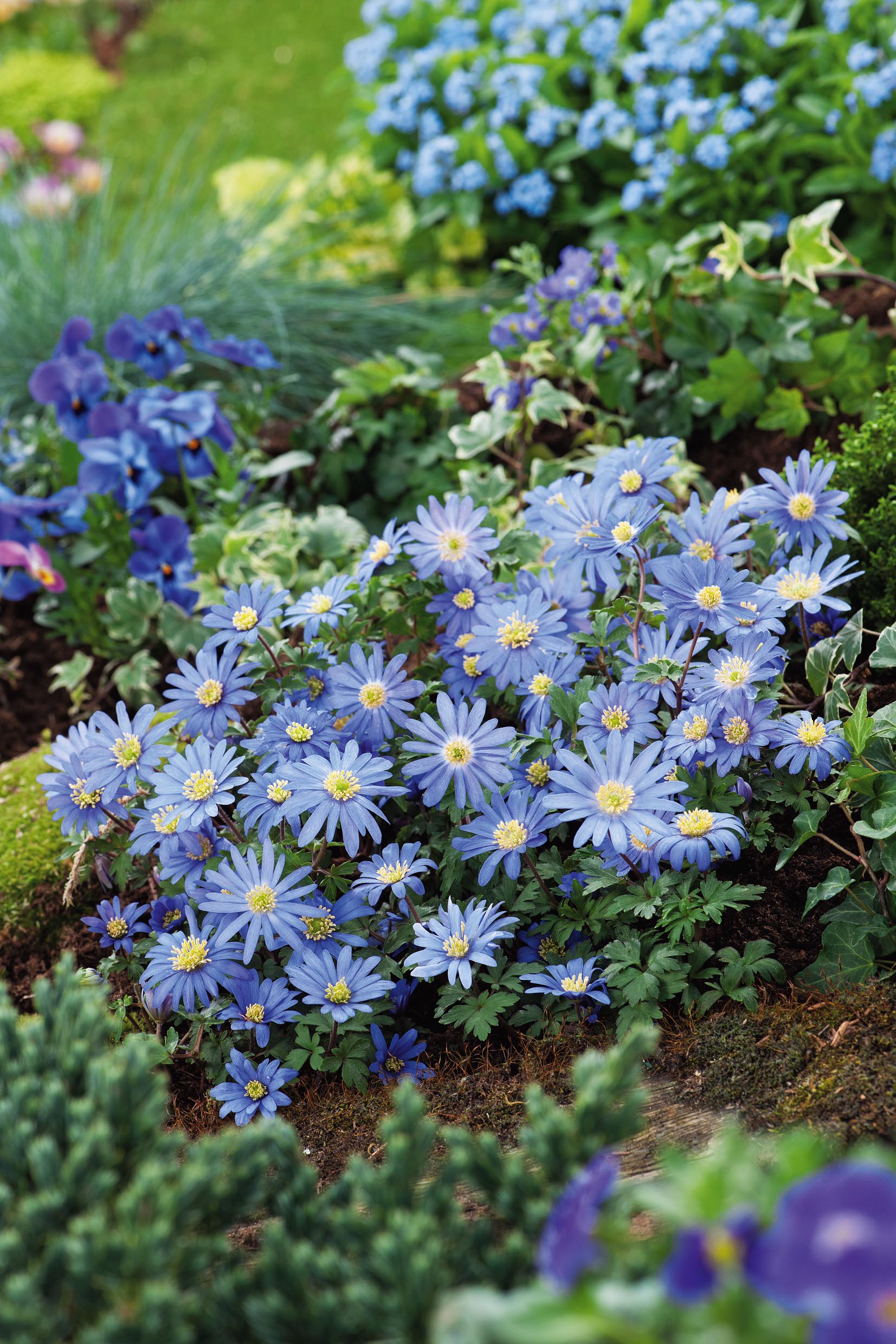 265055_50005_anemonen_blanda_blue_shades_14275880_FM_RGB Anemonen blanda Blue Shades