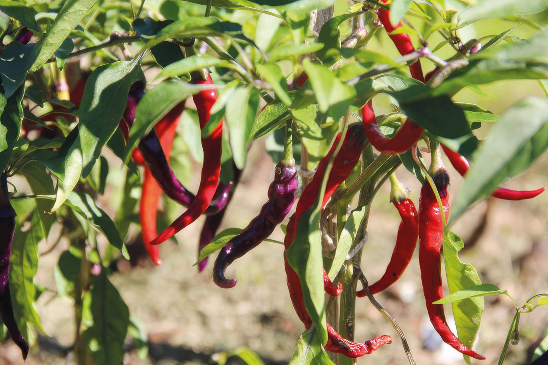 Chili Diavoletta
