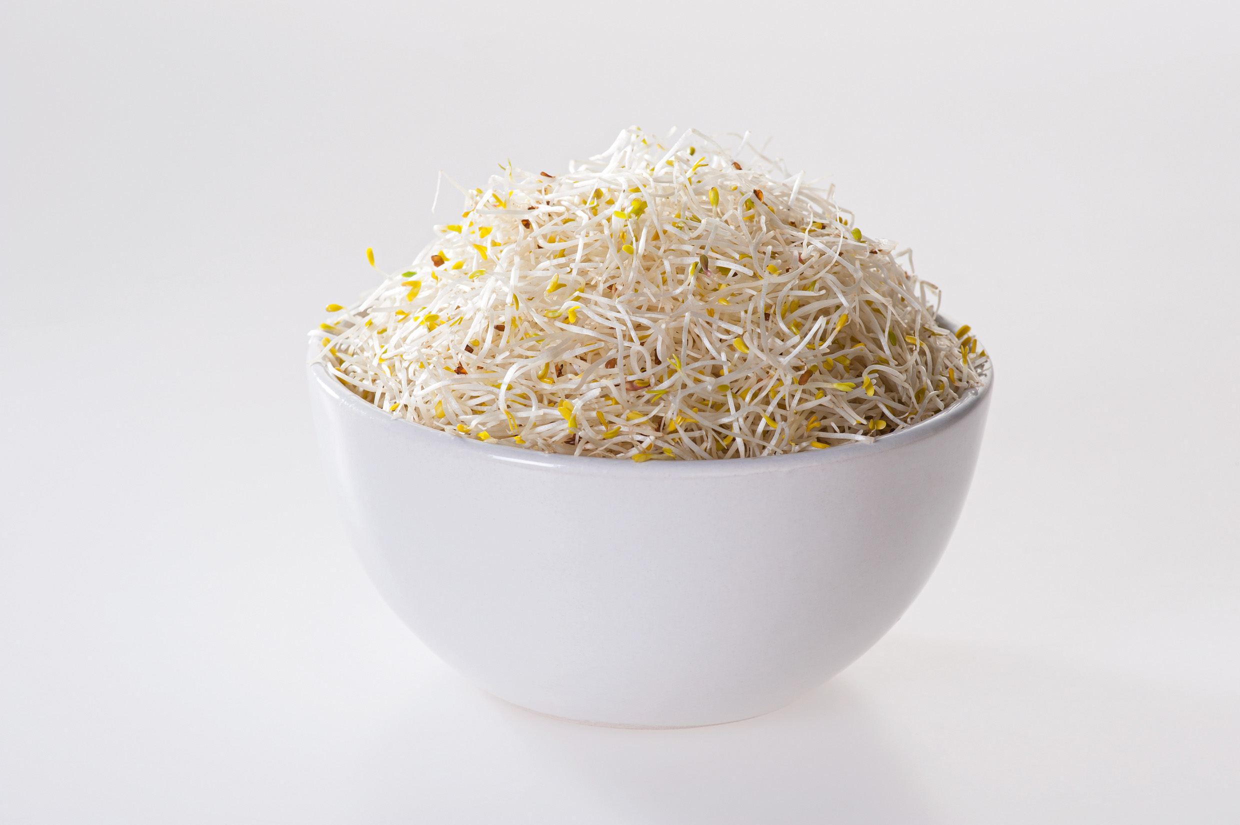 98030_Keimsprossen Alfalfa Weißes Porzellanschälchen gefüllt mit frischen, hellen Alfalfa-Sprossen auf hellem, einfarbigem Hintergrund