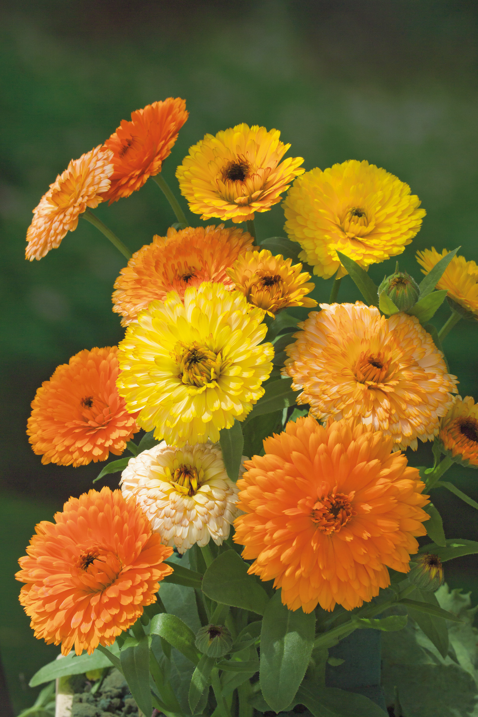 Nahaufnahme einer Ringelblumen-Topfpflanze (Calendula) mit leuchtend orange- und gelben, dicht gefüllten Blüten vor unscharfem grünem Hintergrund