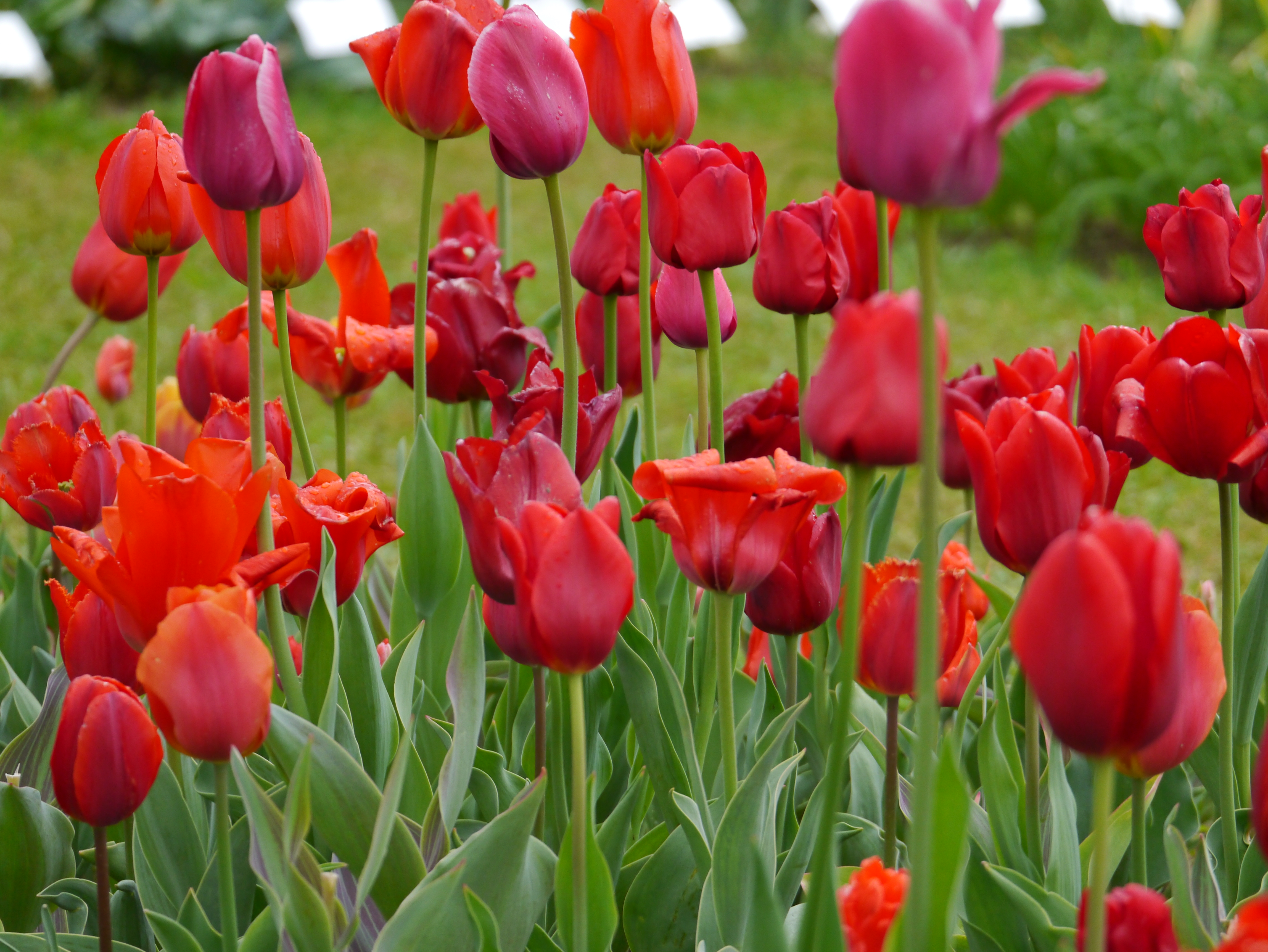 Nahaufnahme eines Blumenbeets mit roten und orangefarbenen Tulpen, grünen Blättern und leicht unscharfem Rasen im Hintergrund