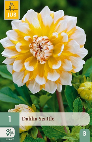 Schmuck-Dahlie Seattle