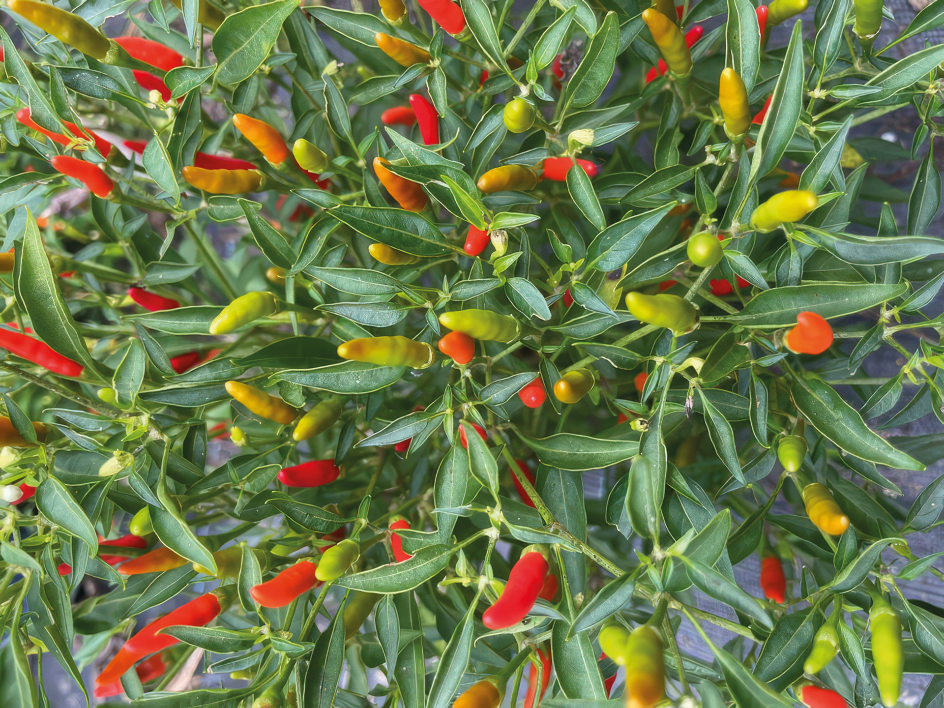 Kleine Chili Wildpfefferoni