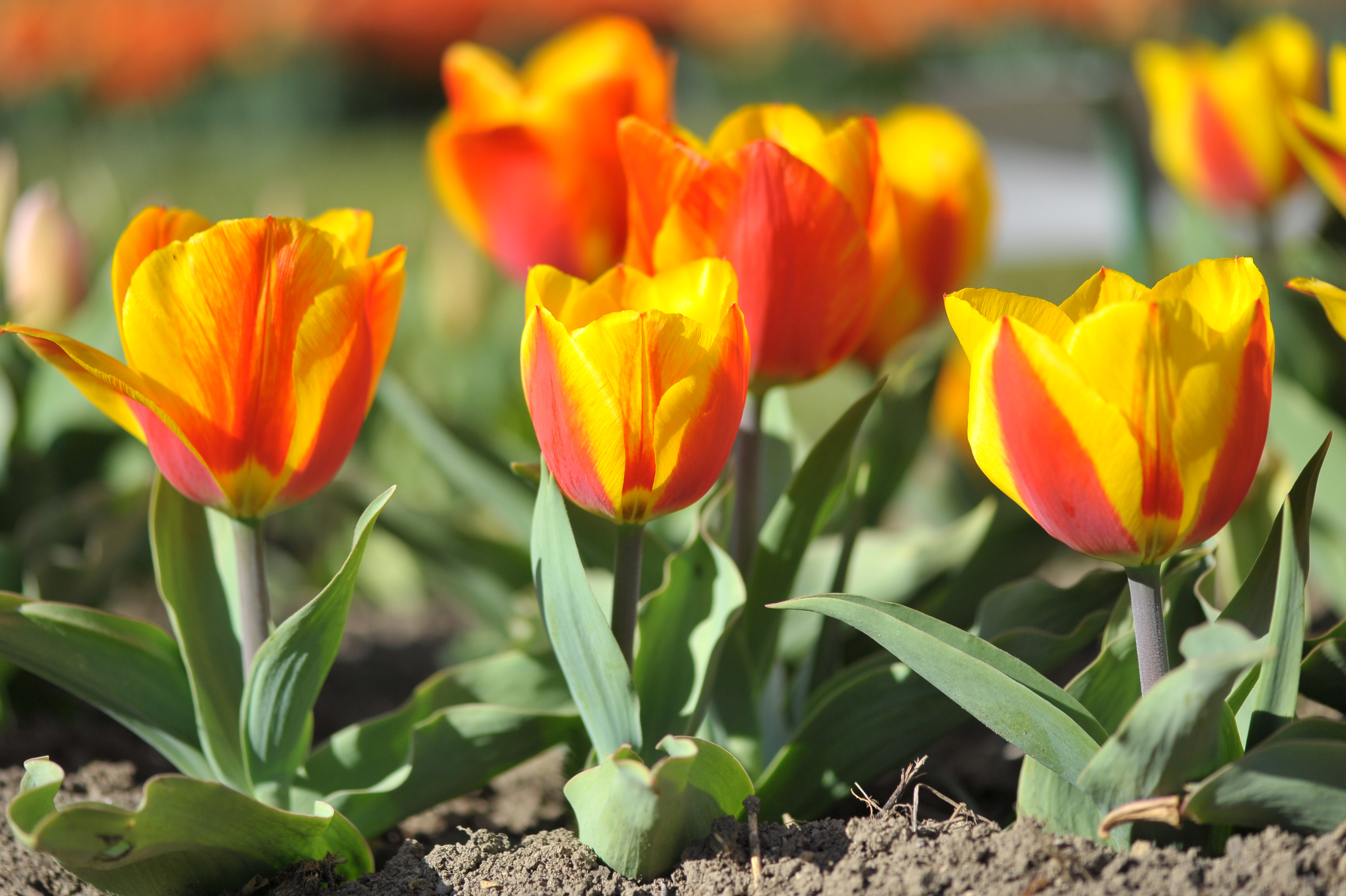 Nahaufnahme von gelb-roten Tulpen in einem Blumenbeet bei Sonnenschein, mit grünen Blättern und sichtbarer Erde.