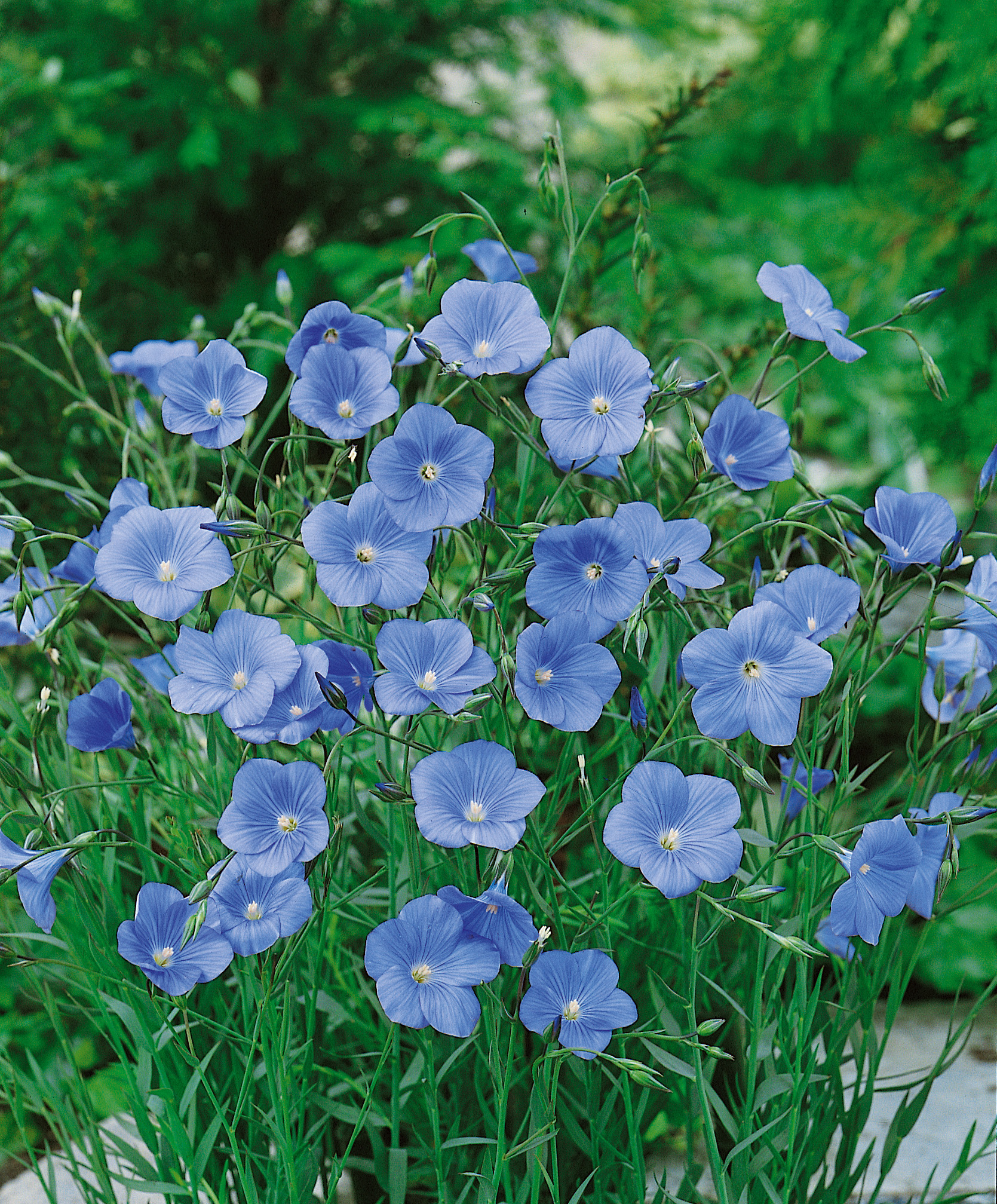 Zahlreiche hellblaue Flachsblüten (Linum perenne) in voller Blüte: zarte, schalenförmige Blüten auf dünnen Stängeln vor grünem Blattwerk
