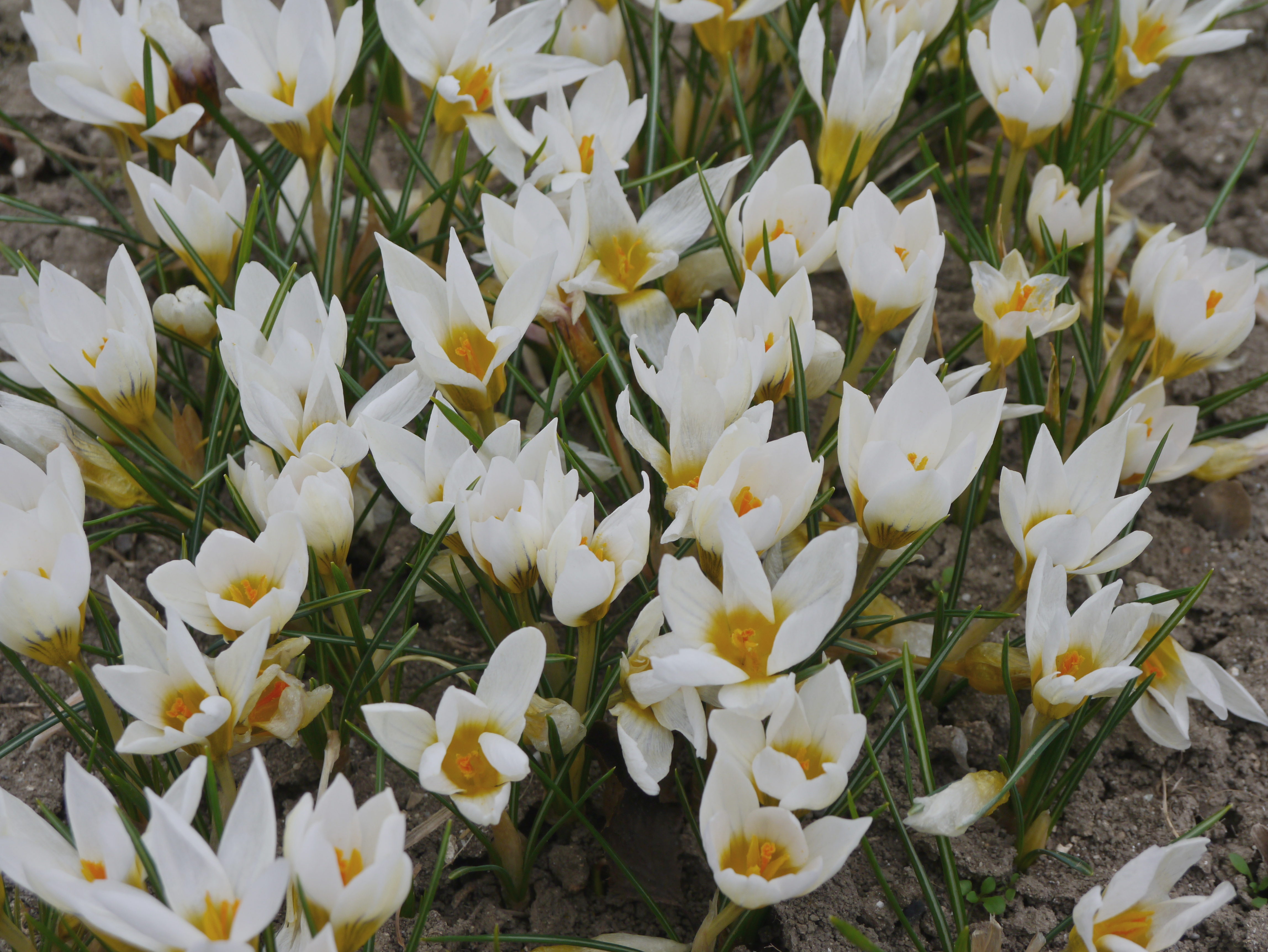 Großaufnahme mehrerer weißer Krokusblüten mit gelber Mitte und schmalen grünen Blättern auf erdiger Beetfläche