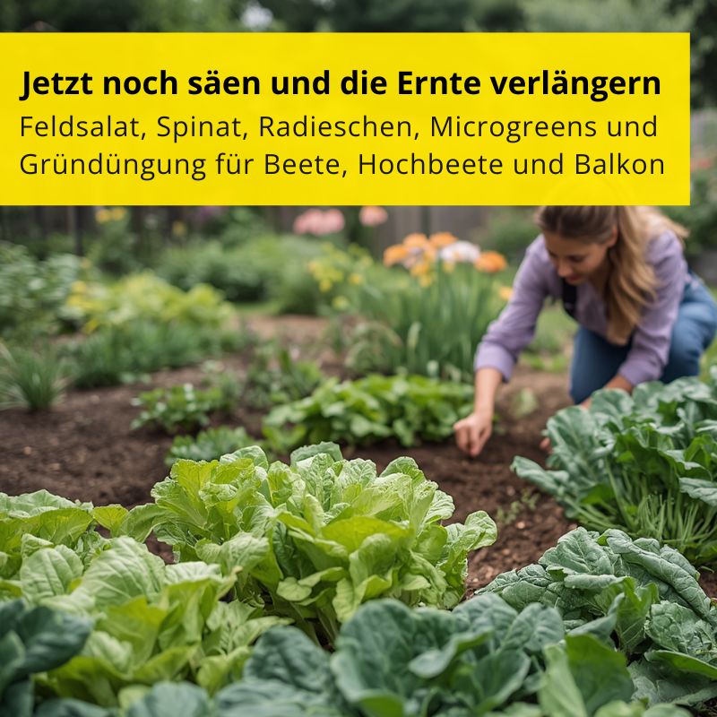 Jetzt noch säen und die Ernte verlängern