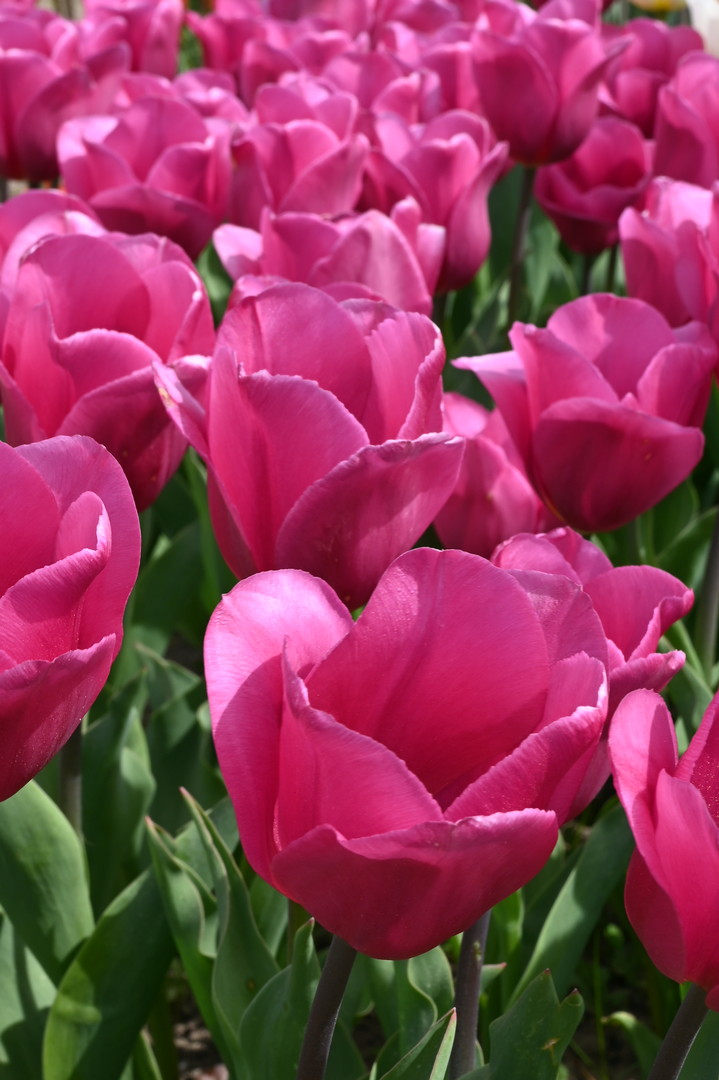 Triumph-Tulpen Carola