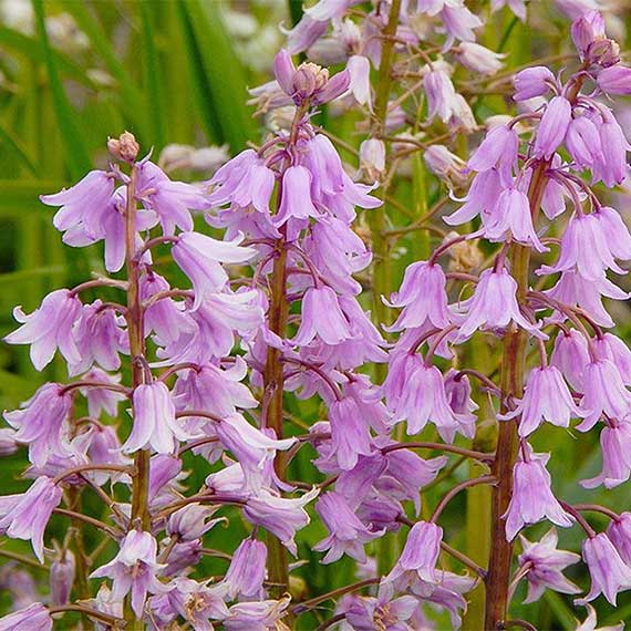 Hyacinthoides hisp Rose Queen Nahaufnahme: lila glockenförmige Blüten an aufrechten Stängeln in dichten Rispen vor grünem Blattwerk