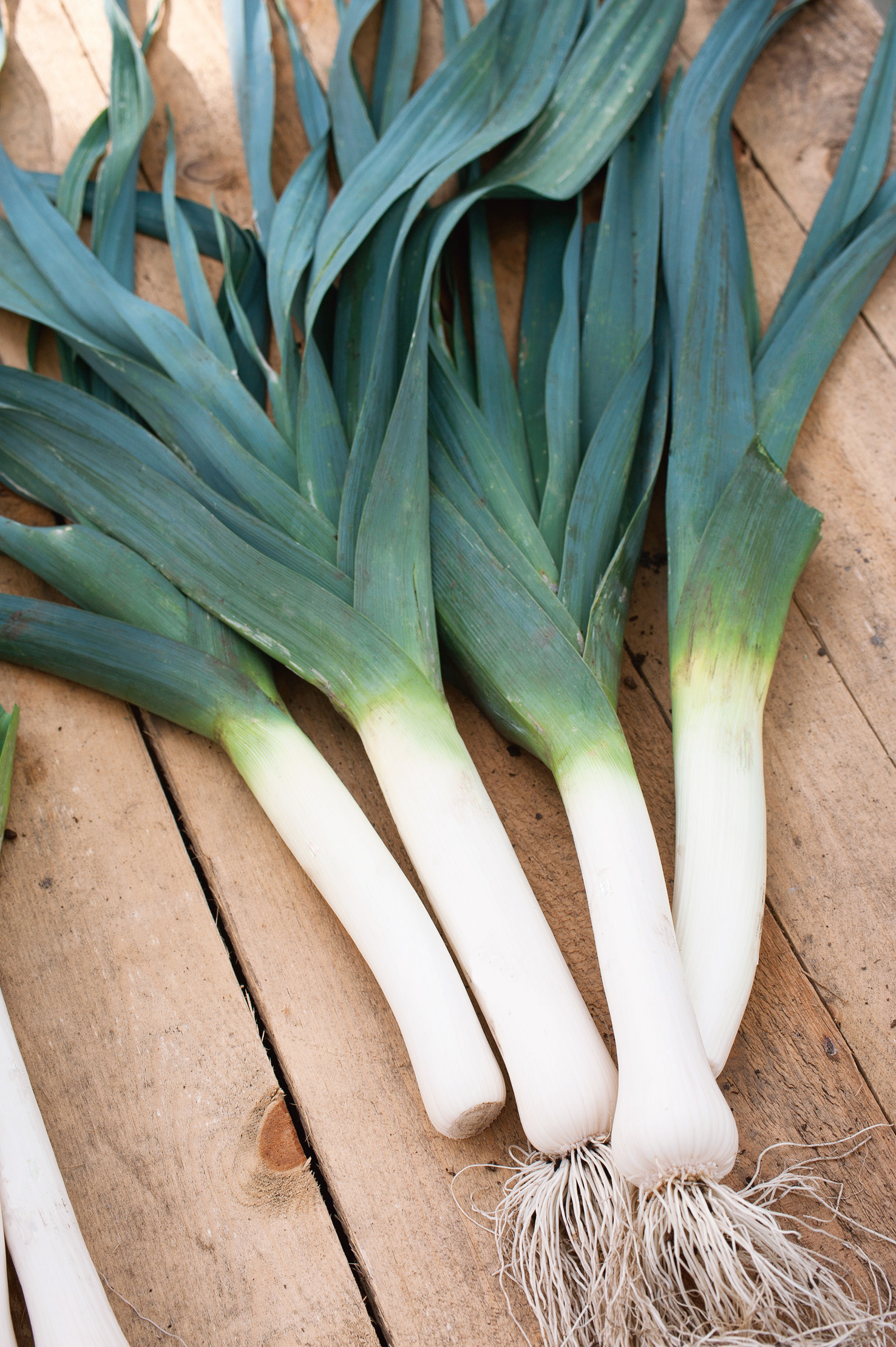 Winterlauch (Bio) Blaugrüner Winter/Farinto