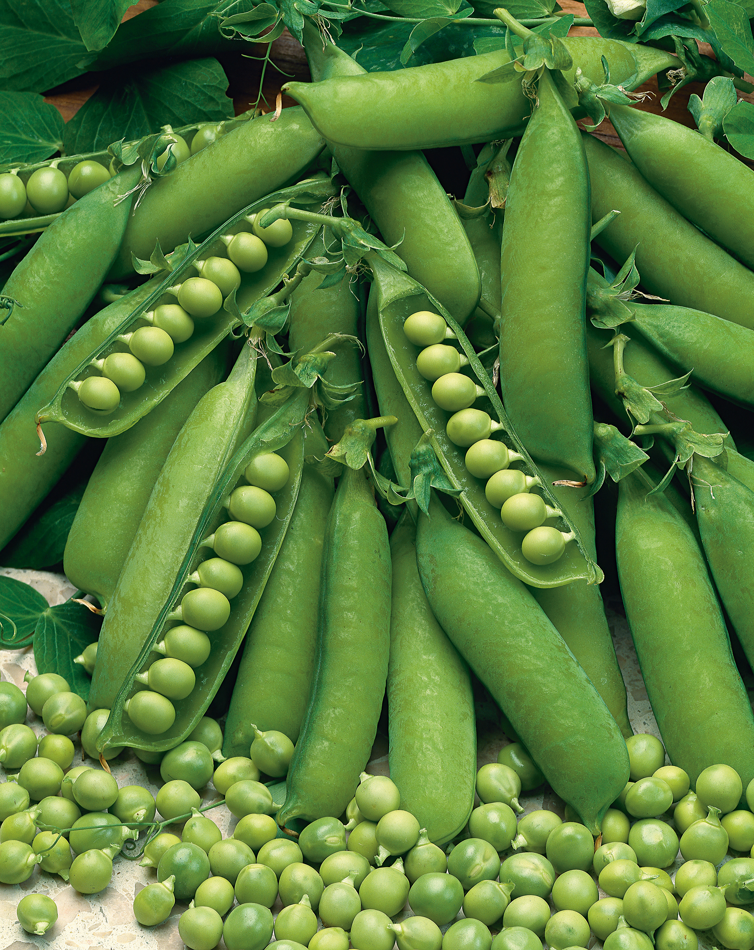 Nahaufnahme frischer grüner Erbsen in geöffneten Schoten, einzelne lose Erbsen im Vordergrund