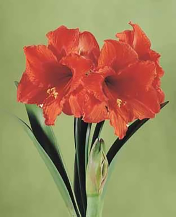 Orange Souvereign Nahaufnahme einer roten Amaryllis (Hippeastrum) mit drei aufgeblühten Blüten und einer geschlossenen Knospe vor grünem Hintergrund