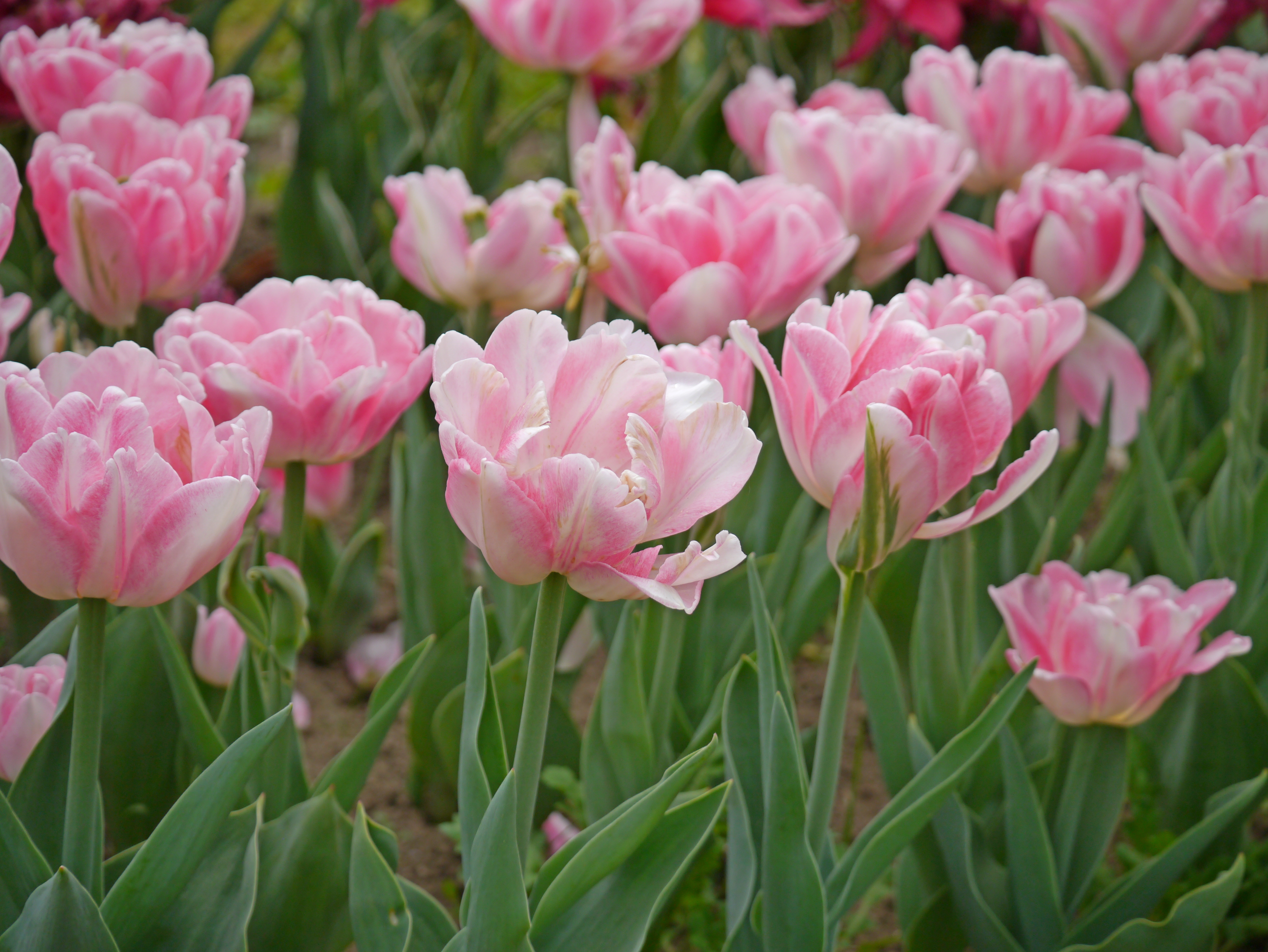 Nahaufnahme mehrerer rosa gefüllter Tulpen in einem Blumenbeet mit grünen Blättern
