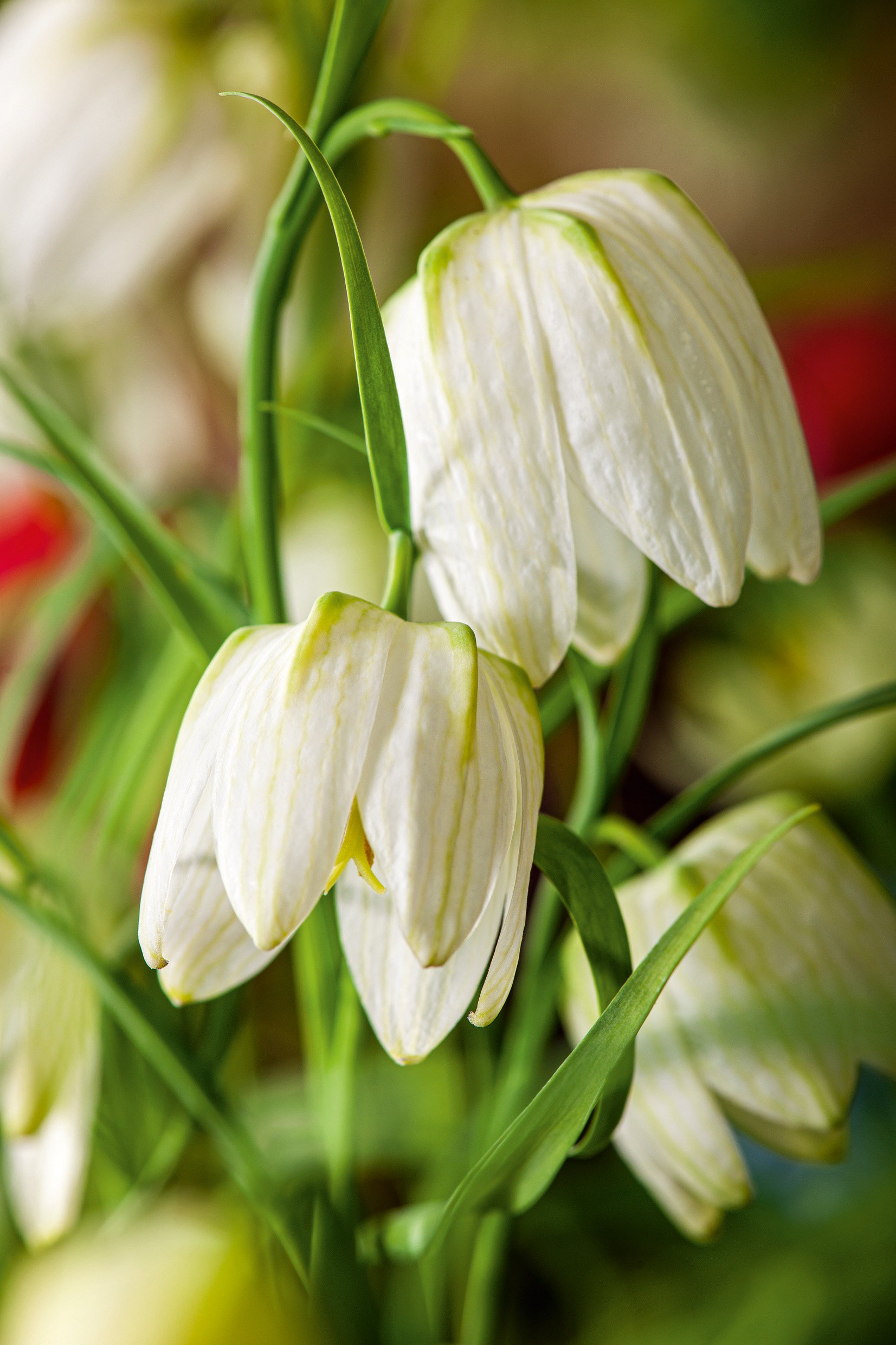 Nahaufnahme der Fritillaria meleagris Alba, weiße Schachbrettblume mit zarten weißen Glockenblüten und grünem Laub, ideal für Staudenbeet und Verwilderung im Frühlingsgarten