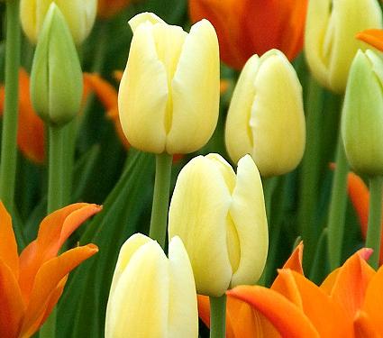 Gelbe und orangefarbene Tulpen im Frühlingsgarten, Nahaufnahme