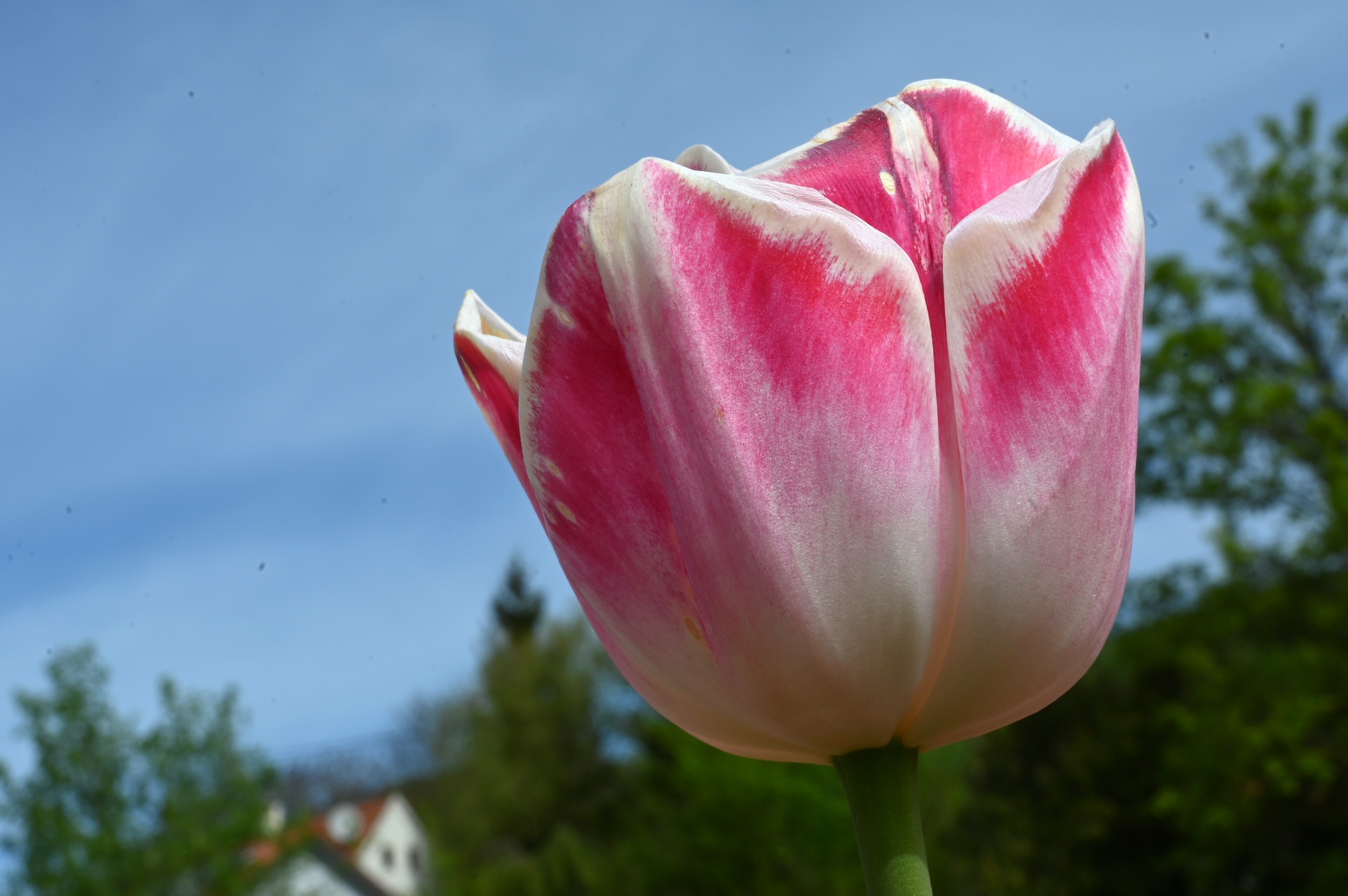 Nahaufnahme der Triumph-Tulpe Buckingham mit klassischer Blütenform im Frühlingsgarten, dekorativ für Beet, Rabatte und Kübel.