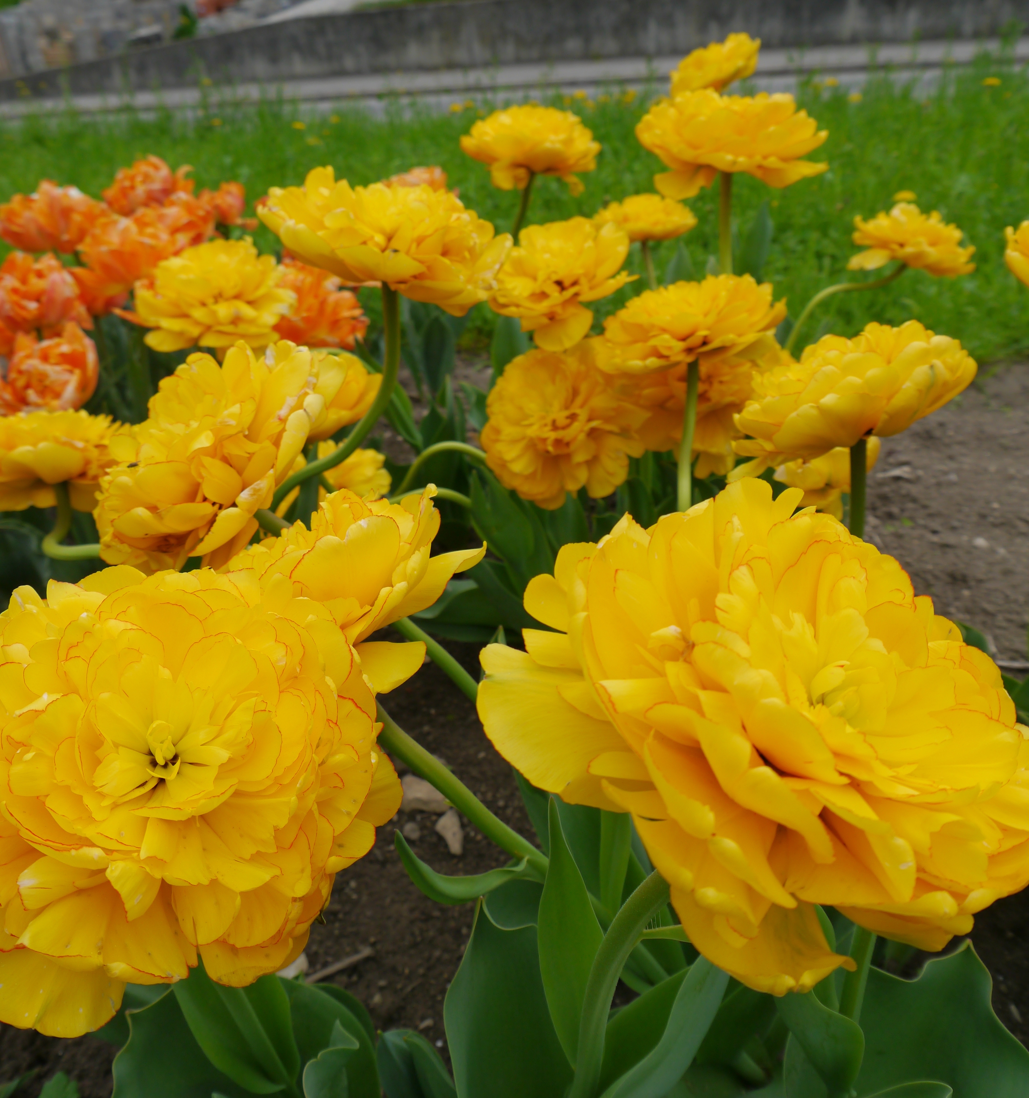 Nahaufnahme von gelben, gefüllten Tulpen im Blumenbeet mit grünem Laub und orangefarbenen Tulpen im Hintergrund