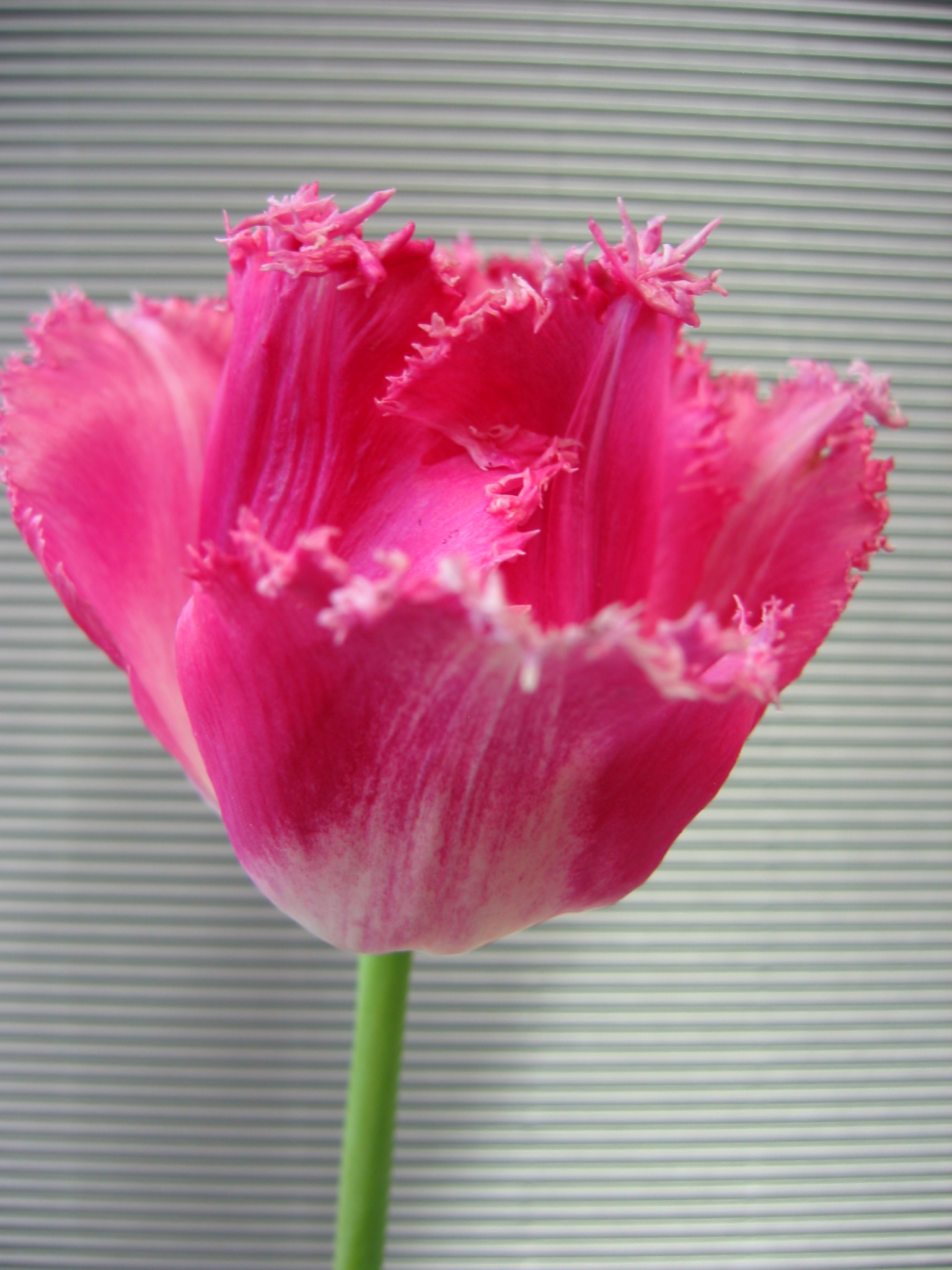 Fancy Frills Nahaufnahme einer rosa gefransten Tulpe mit grünem Stiel vor dezent gestreiftem Hintergrund